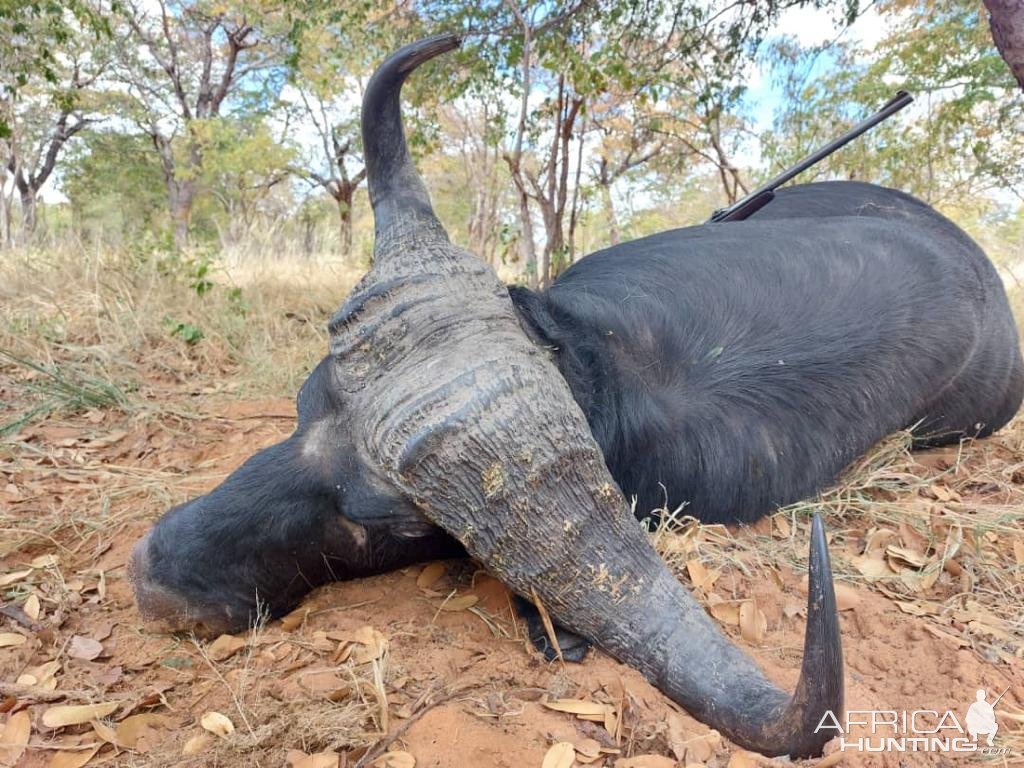 Buffalo Hunting Bwabwata West Namibia