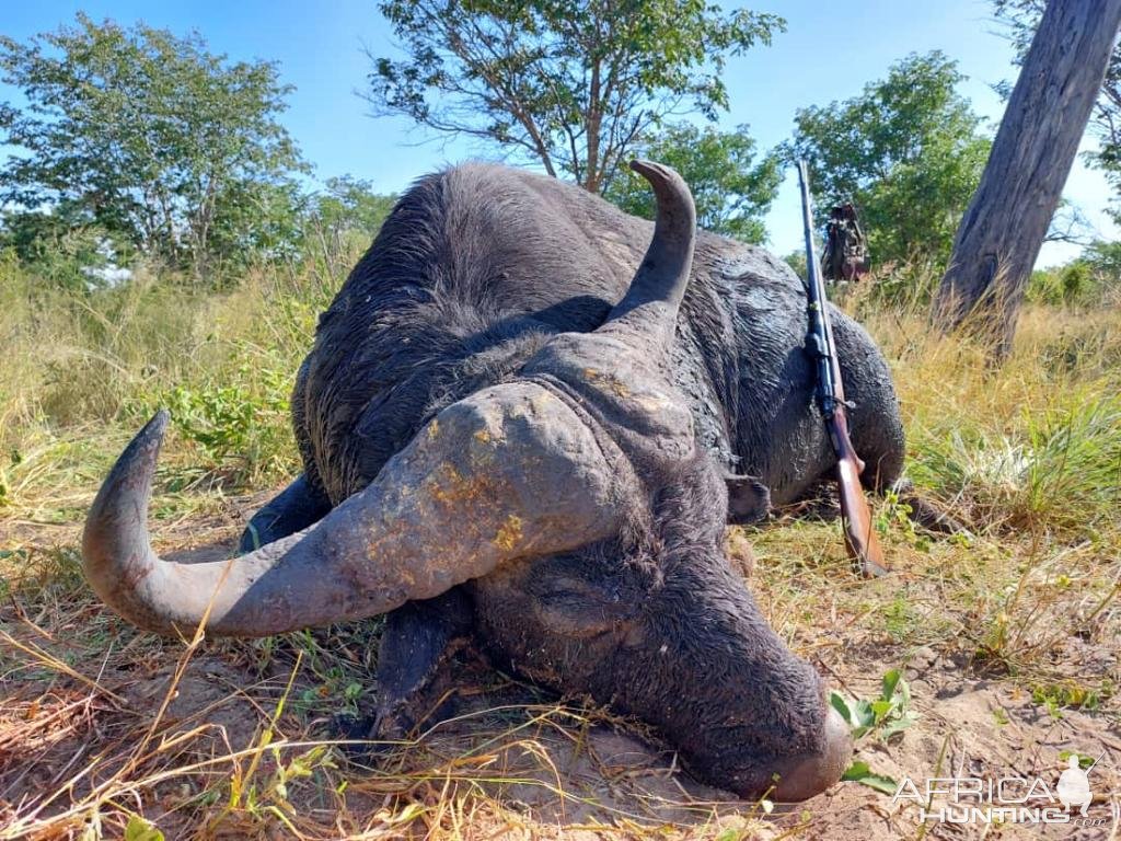 Buffalo Hunting Bwabwata West Namibia