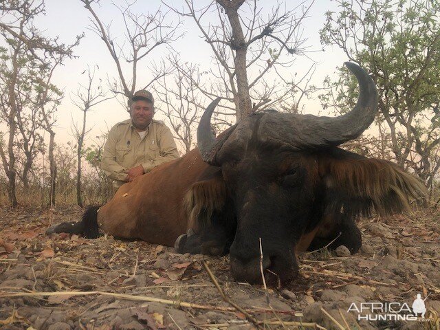 Buffalo Hunting Cameroon