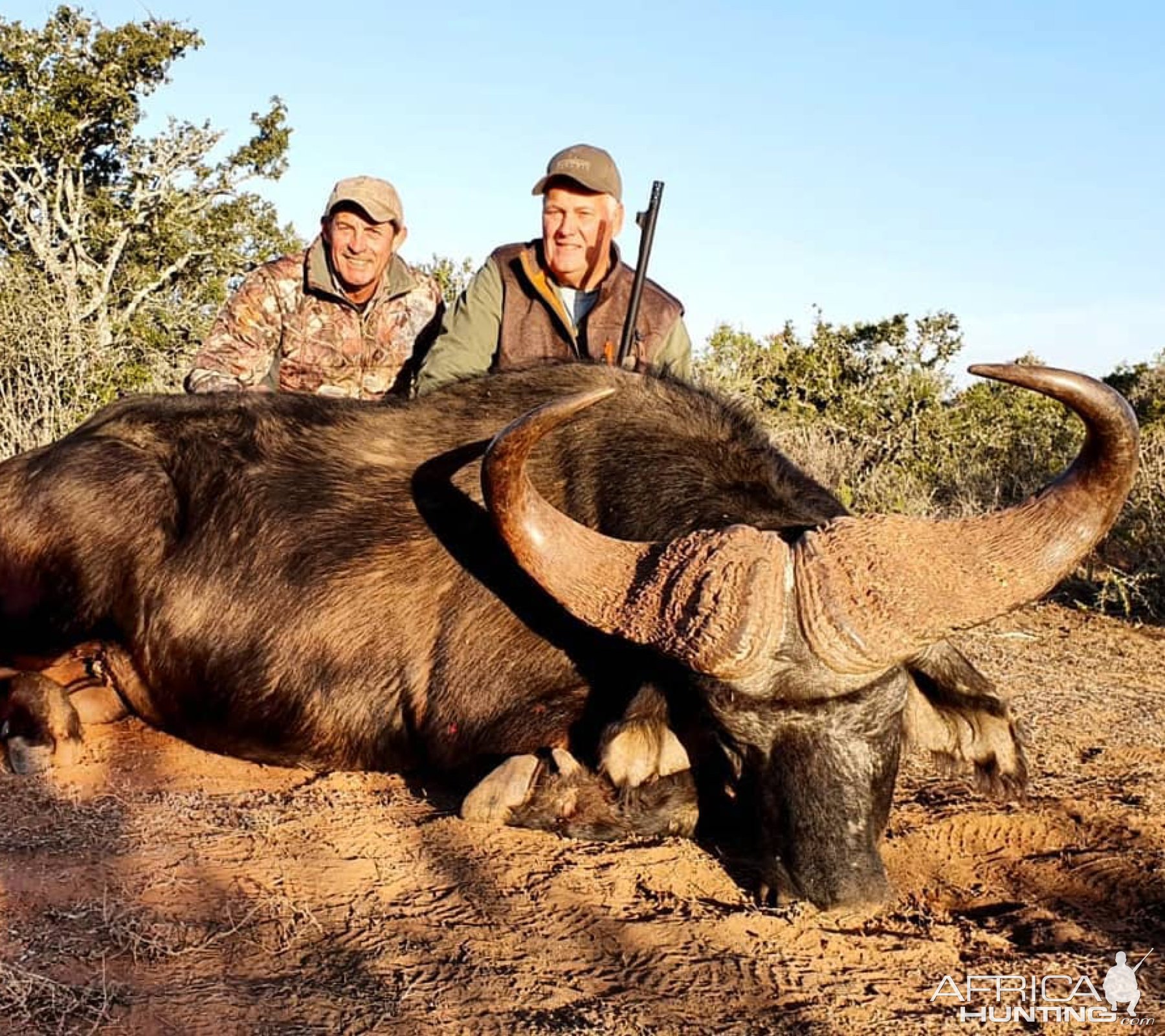 Buffalo Hunting Eastern Cape South Africa