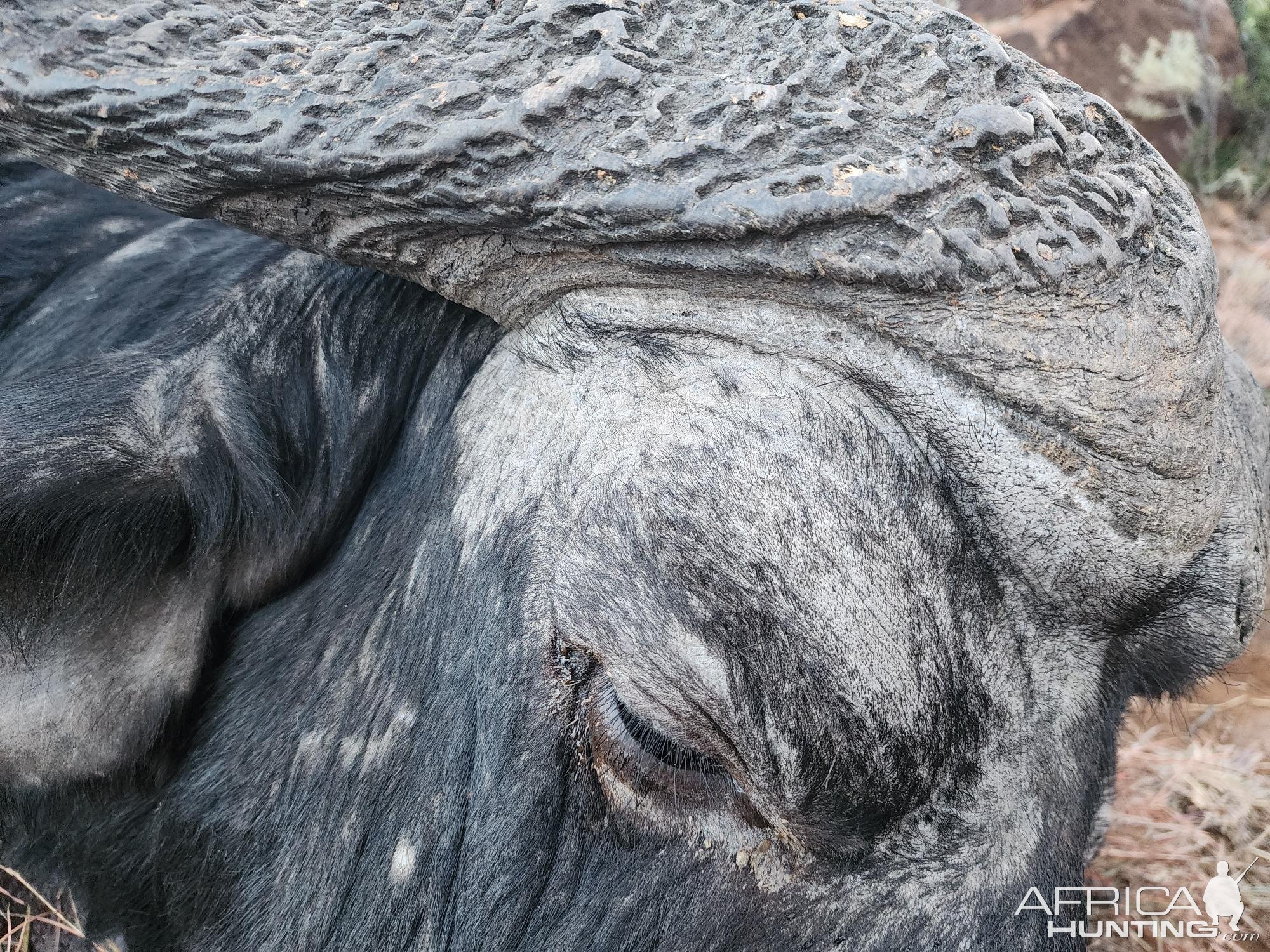 Buffalo Hunting Eastern Cape South Africa