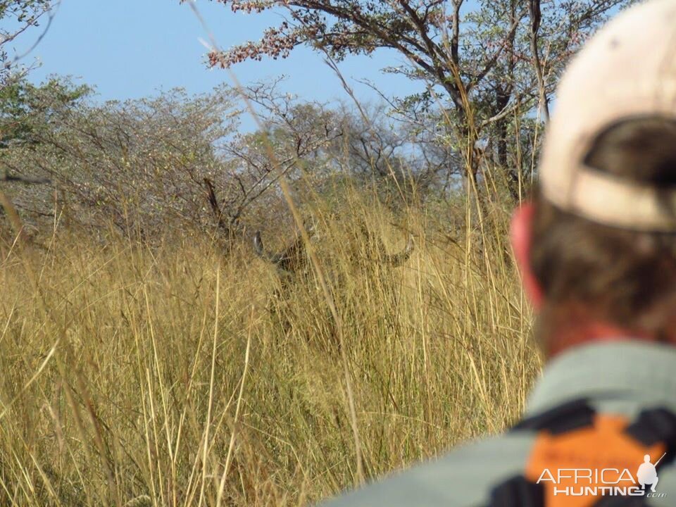 Buffalo Hunting in Namibia