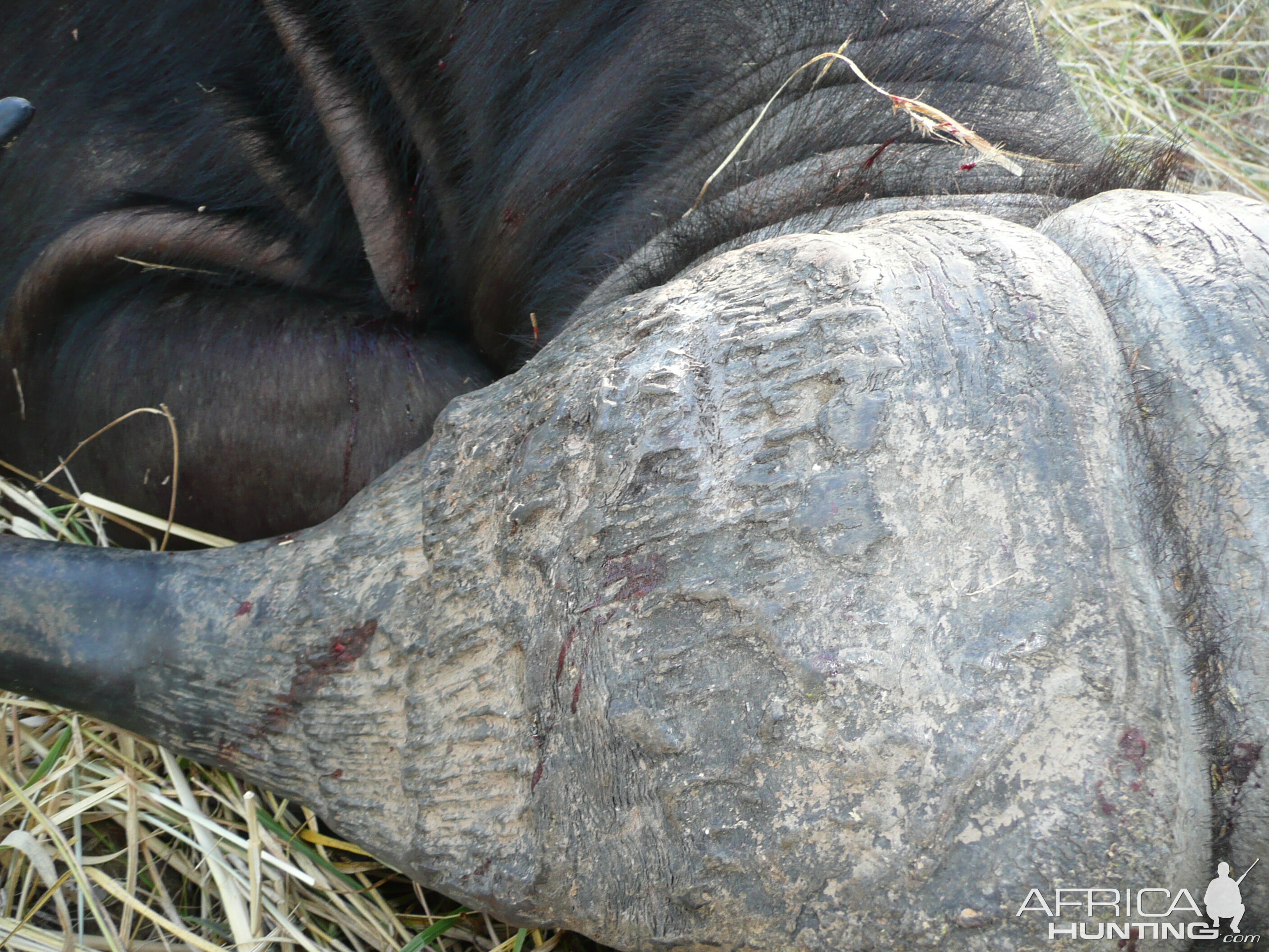 Buffalo hunting in the South Luangwa area of Zambia - 40 inch horns