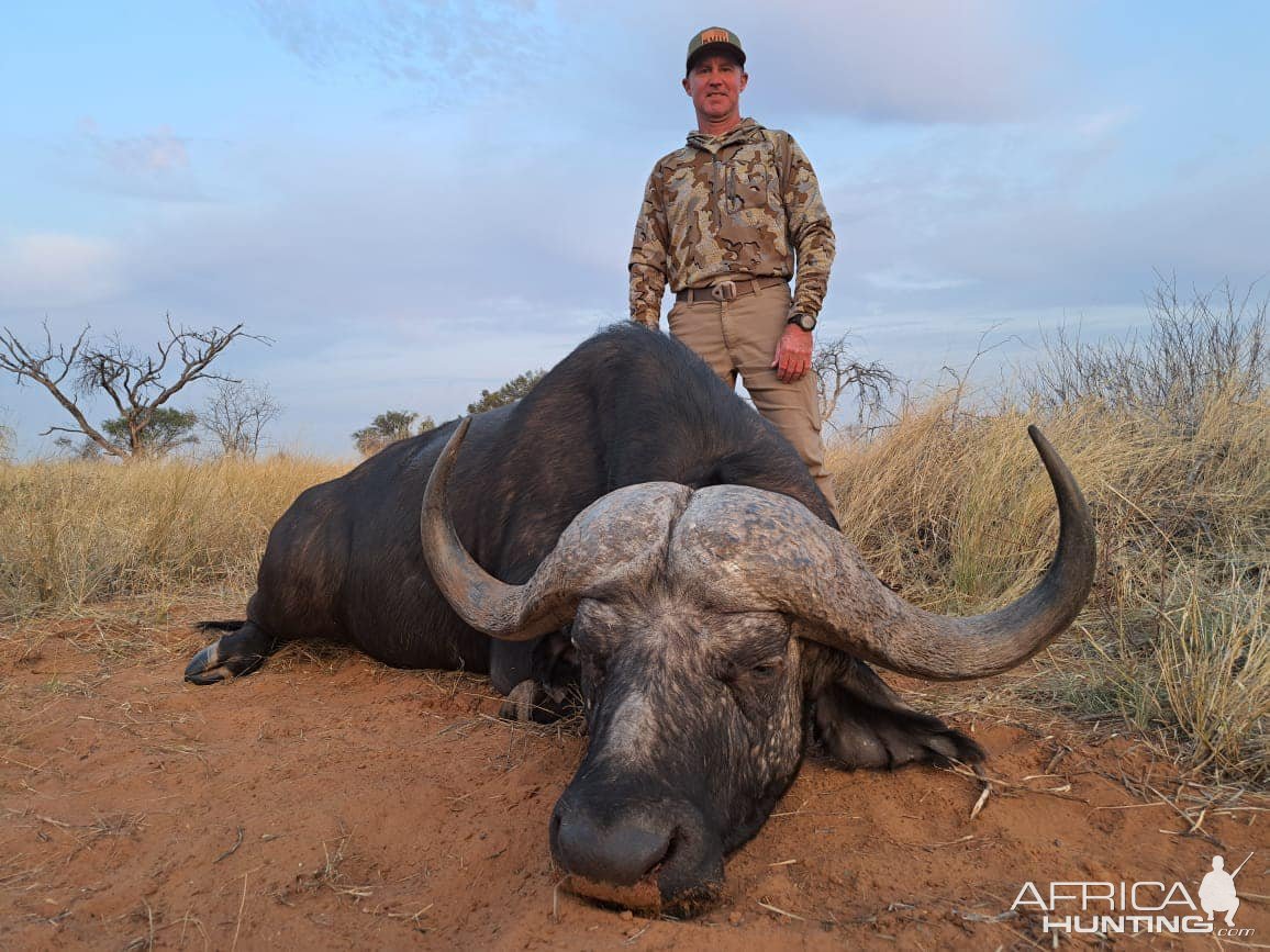 Buffalo Hunting Kalahari South Africa