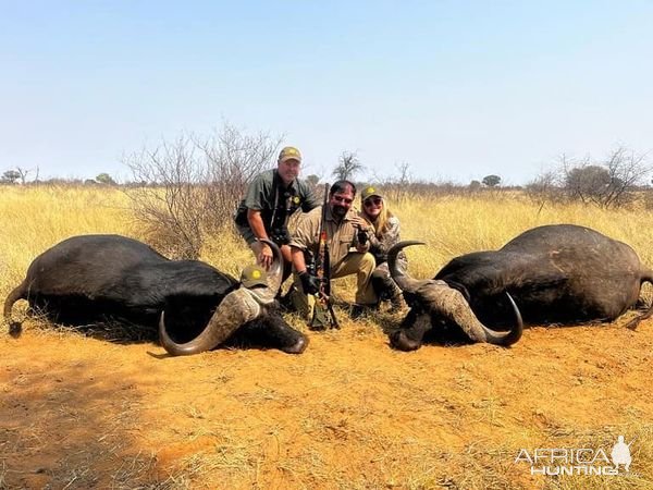 Buffalo Hunting Kalahari South Africa