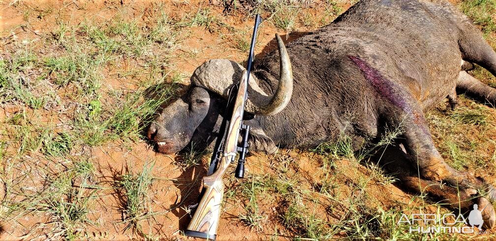 Buffalo Hunting Limpopo, South Africa