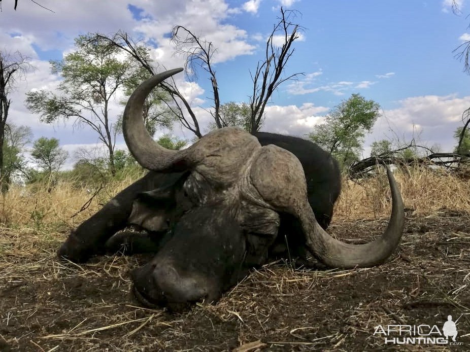 Buffalo Hunting Limpopo South Africa