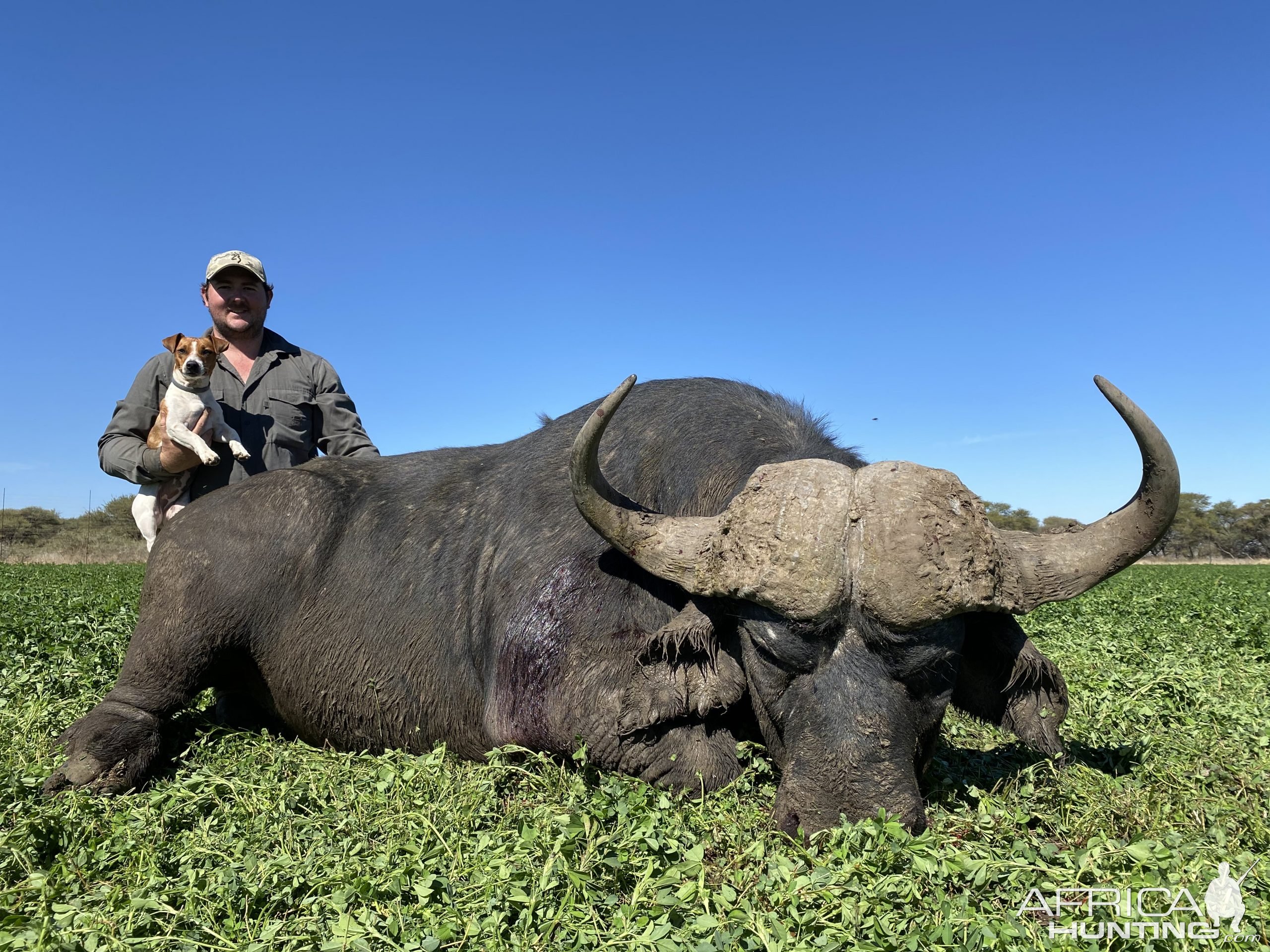 Buffalo Hunting Limpopo South Africa