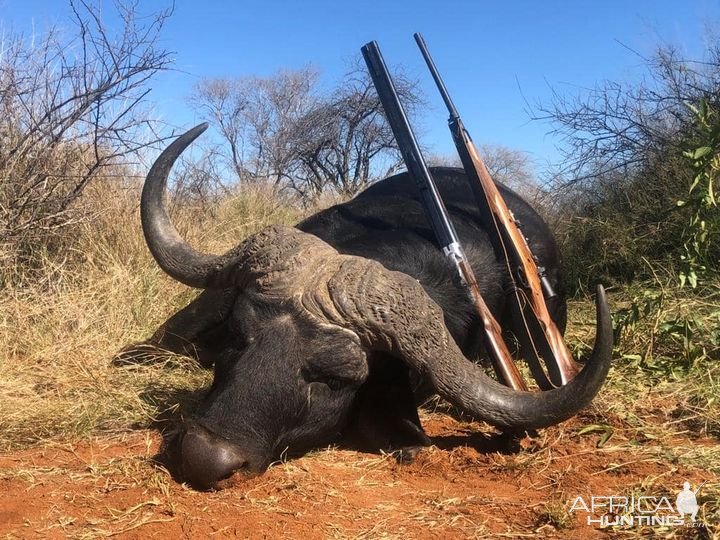 Buffalo Hunting Limpopo South Africa