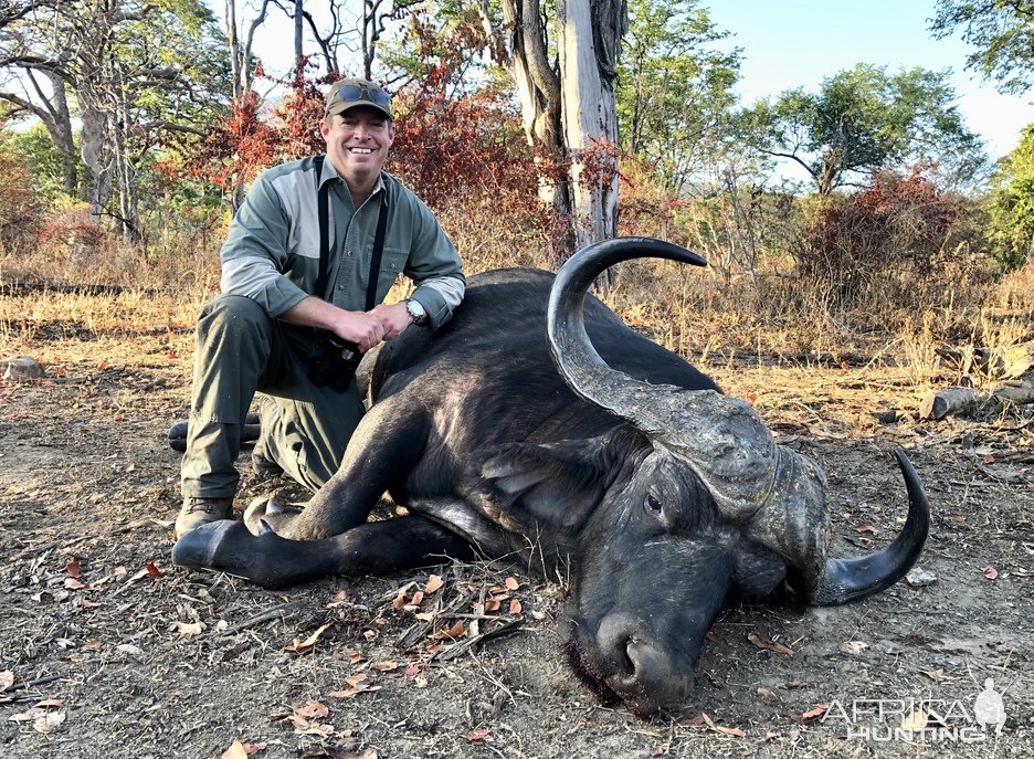 Buffalo Hunting Luangwa Valley Zambia