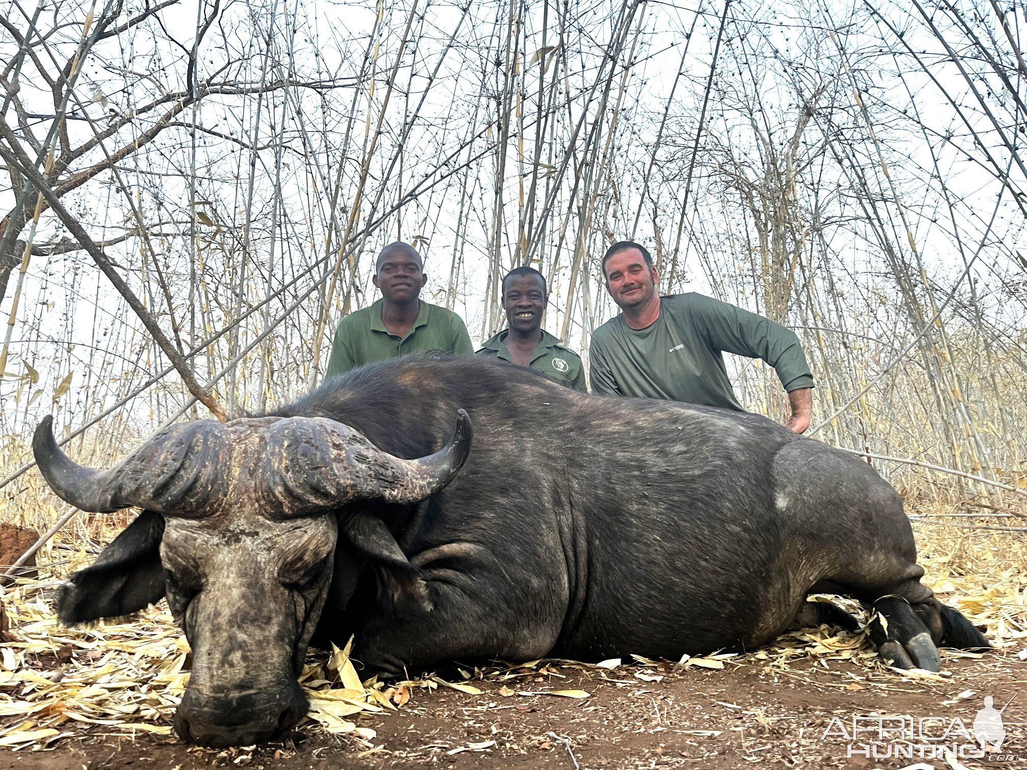 Buffalo Hunting Mozambique