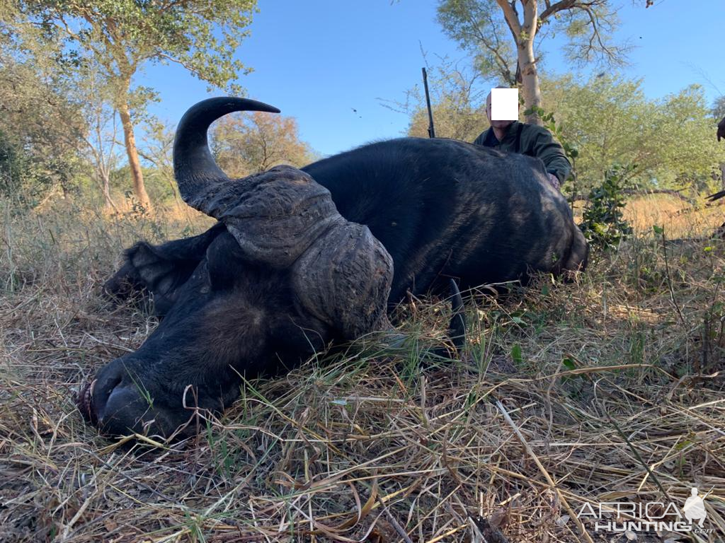 Buffalo Hunting Namibia