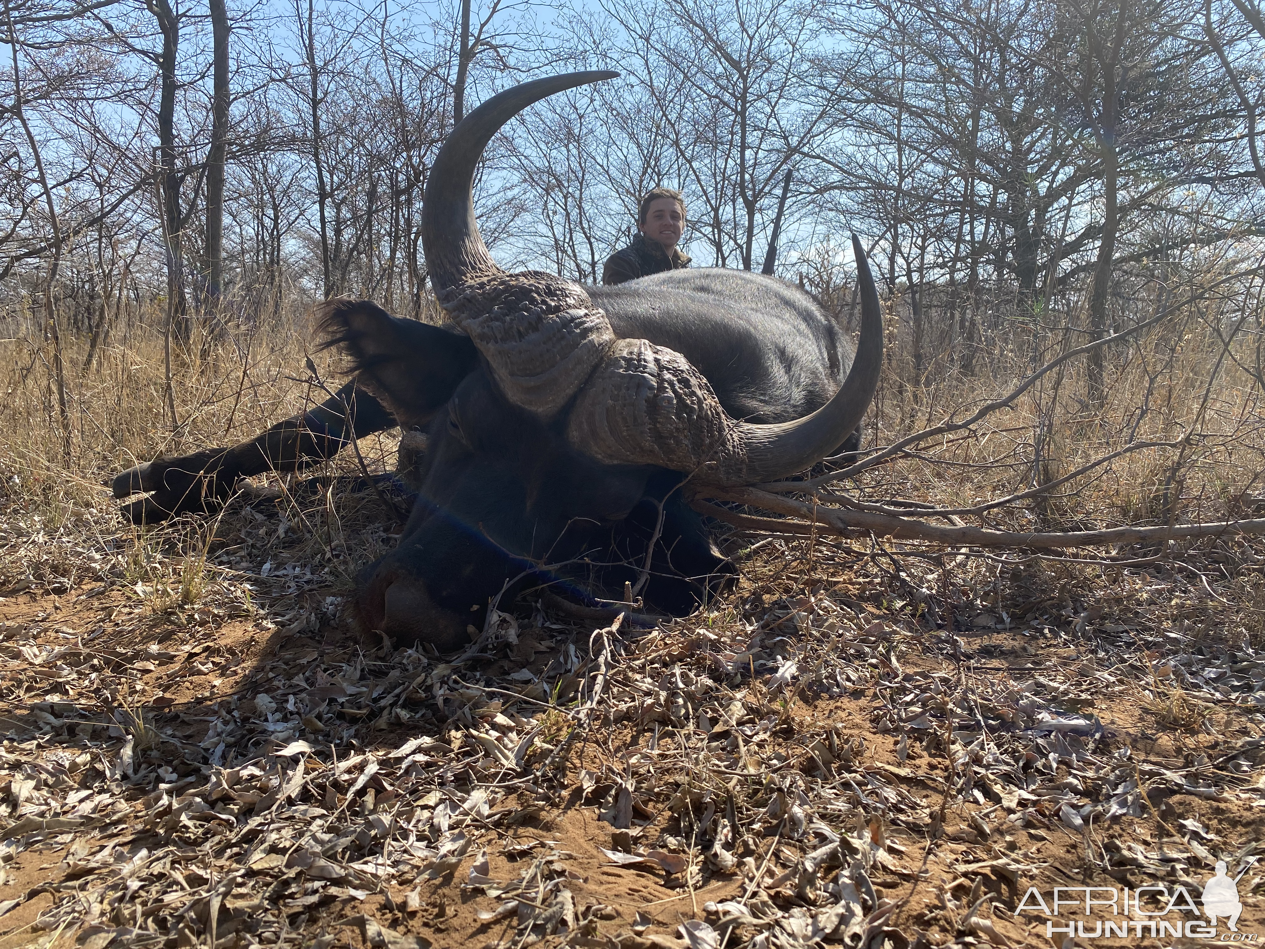 Buffalo Hunting Namibia