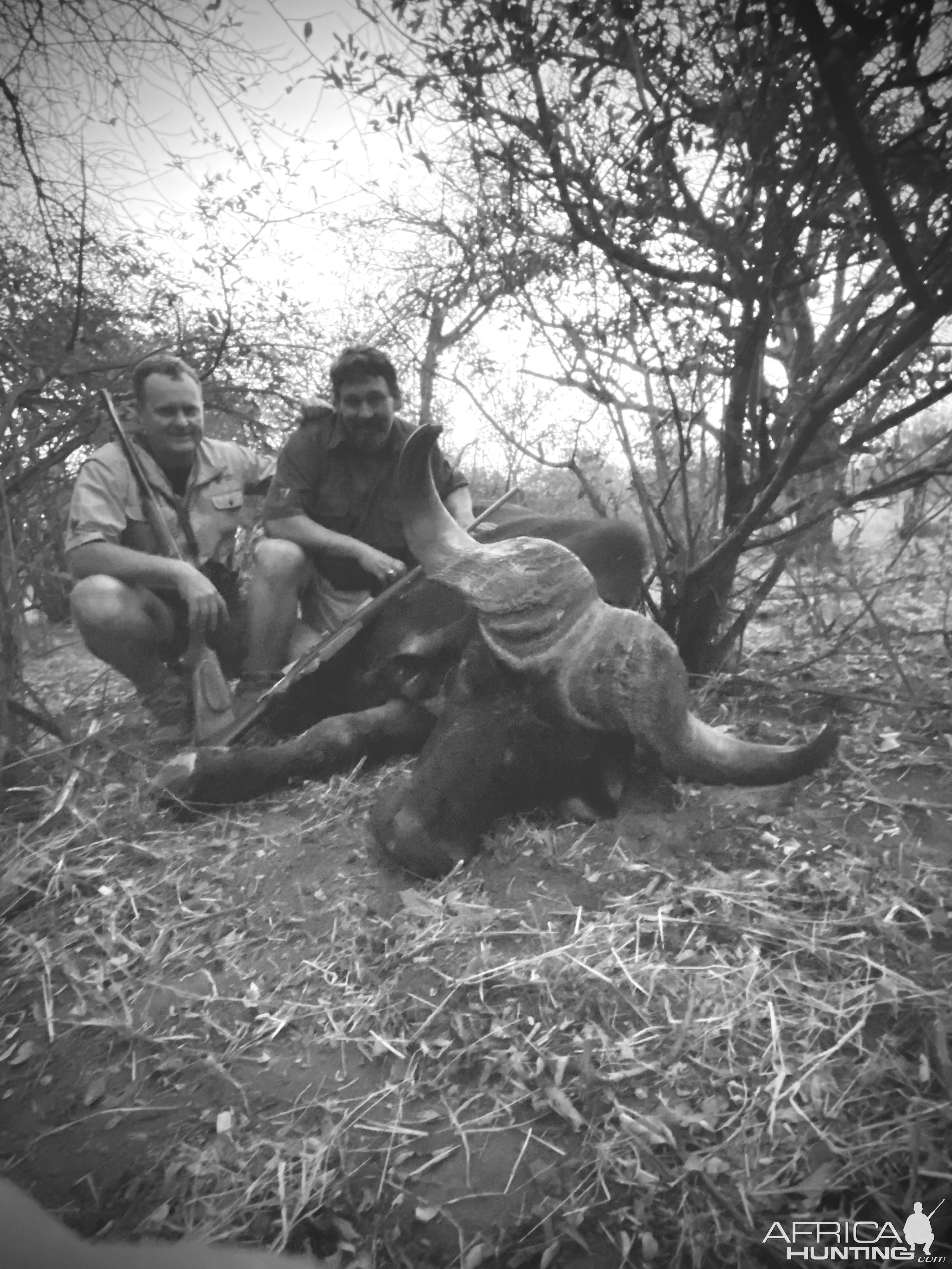 Buffalo Hunting Namibia