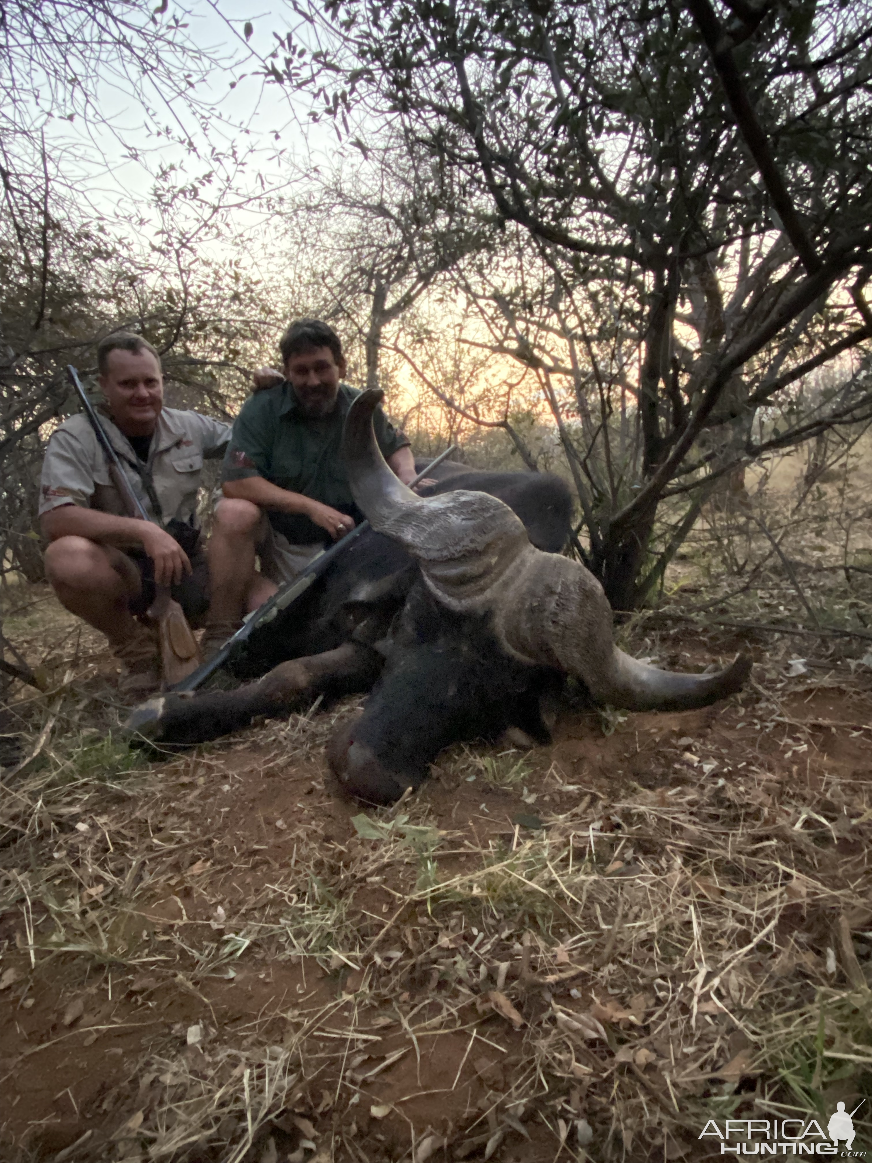 Buffalo Hunting Namibia