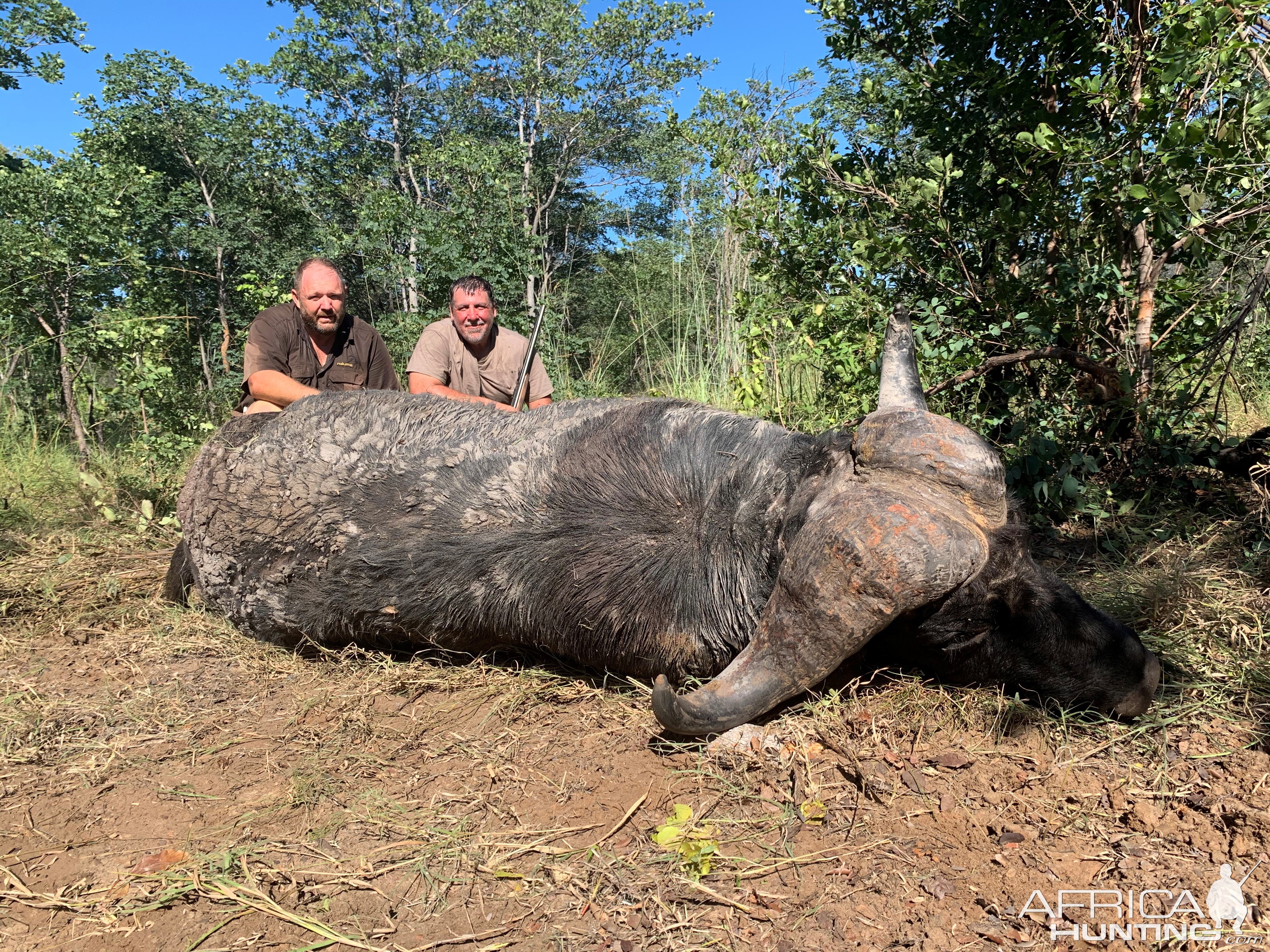 Buffalo Hunting Namibia