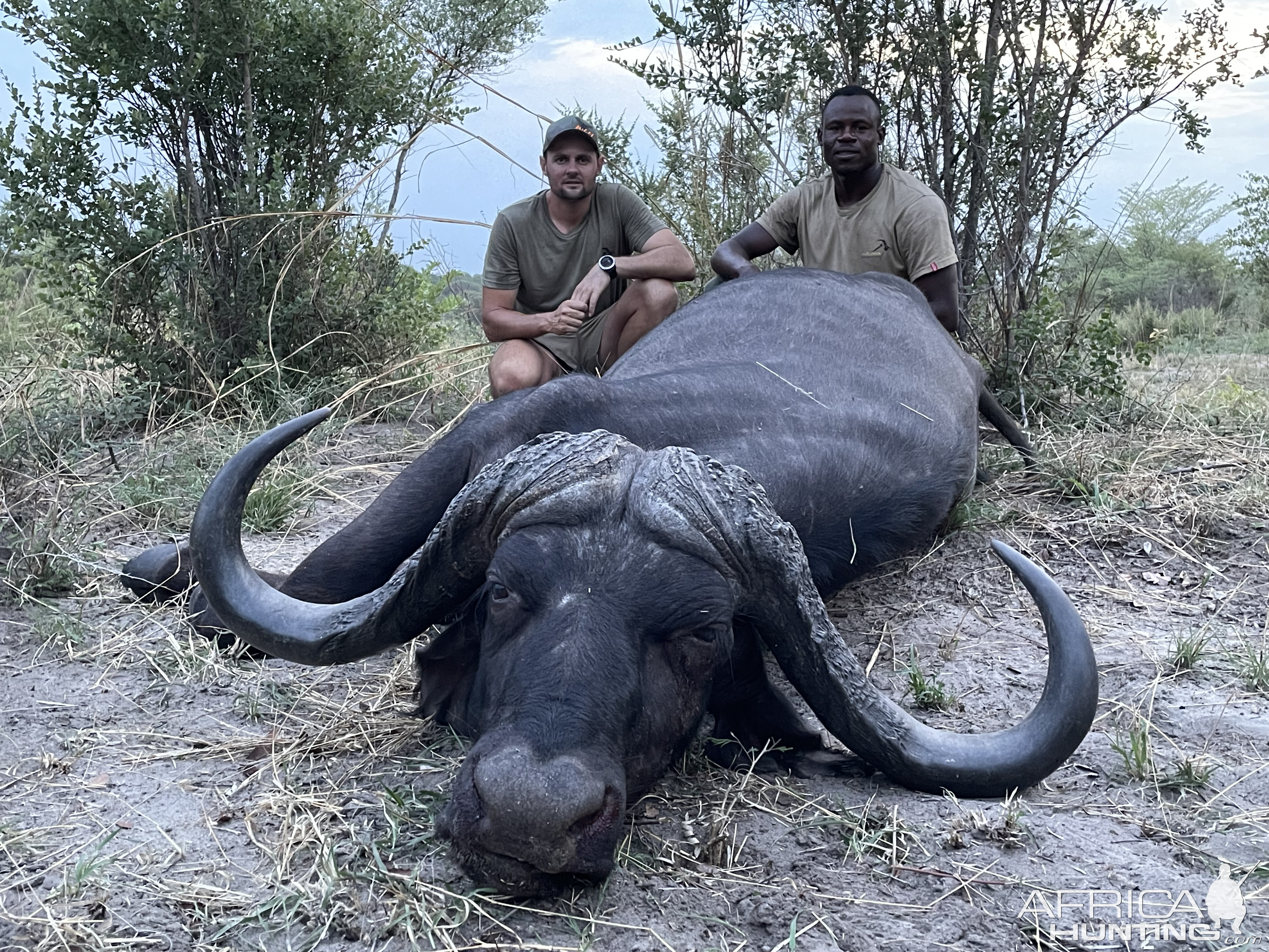 Buffalo Hunting Namibia