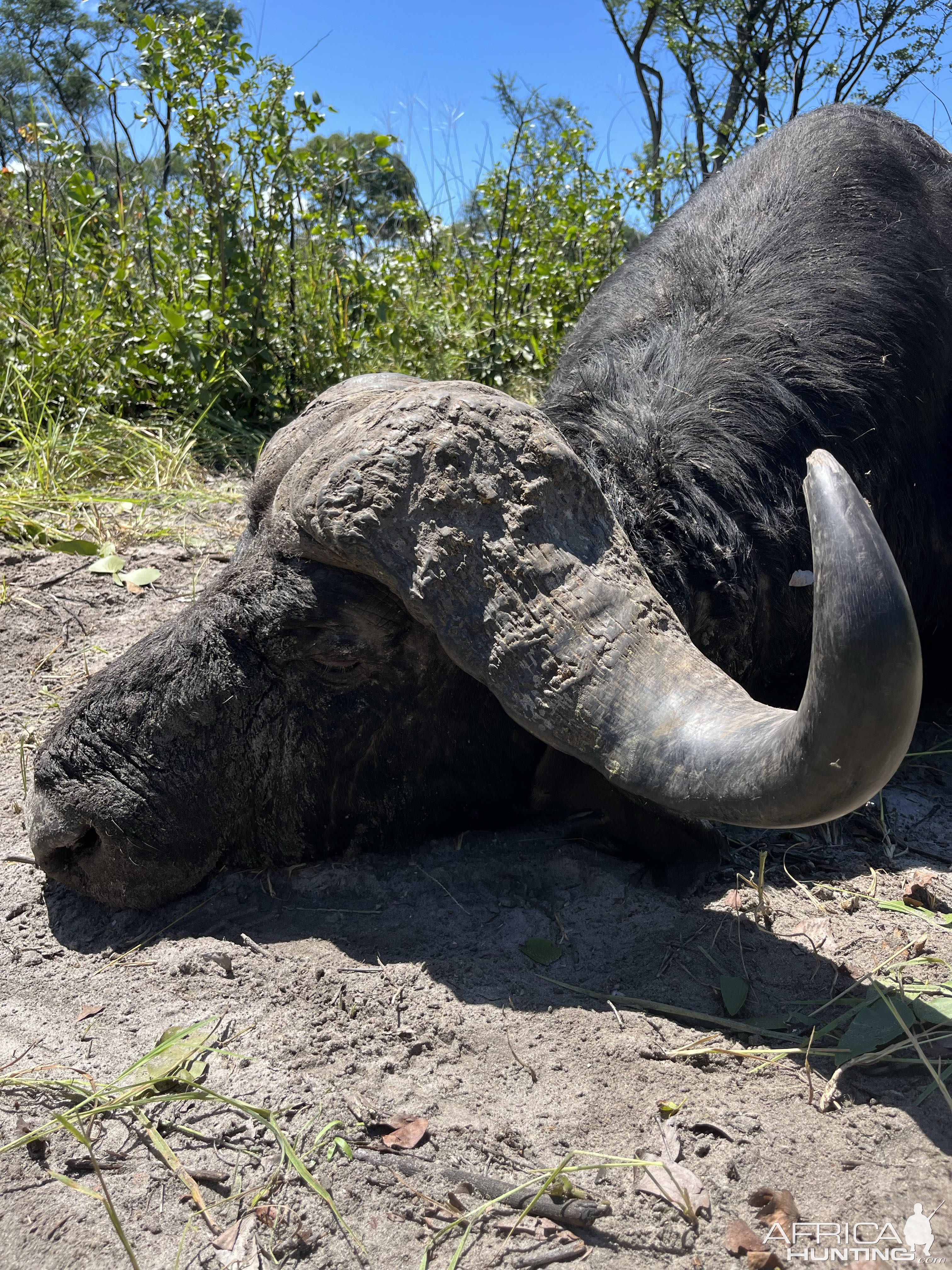 Buffalo Hunting Namibia