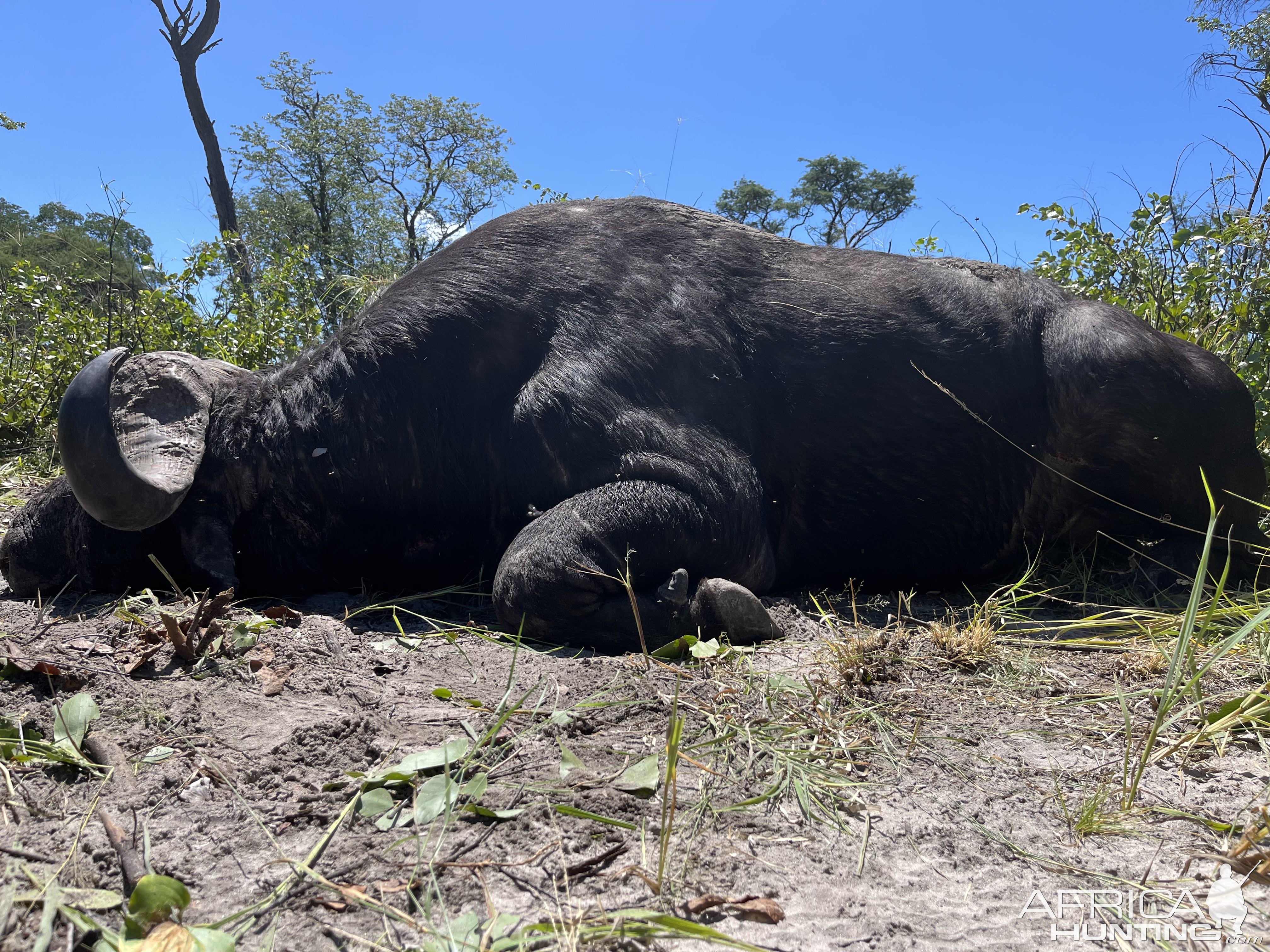 Buffalo Hunting Namibia