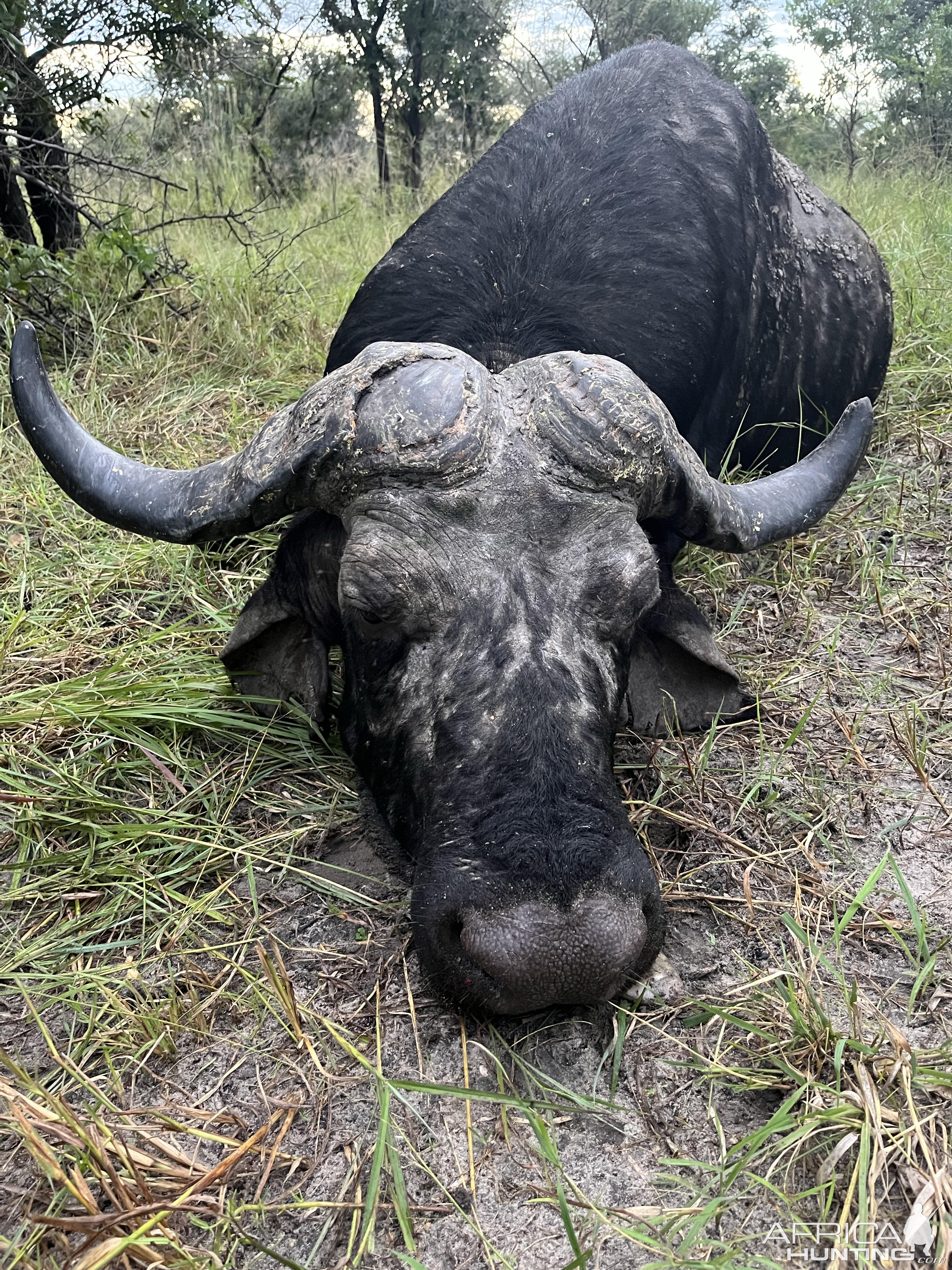 Buffalo Hunting Namibia