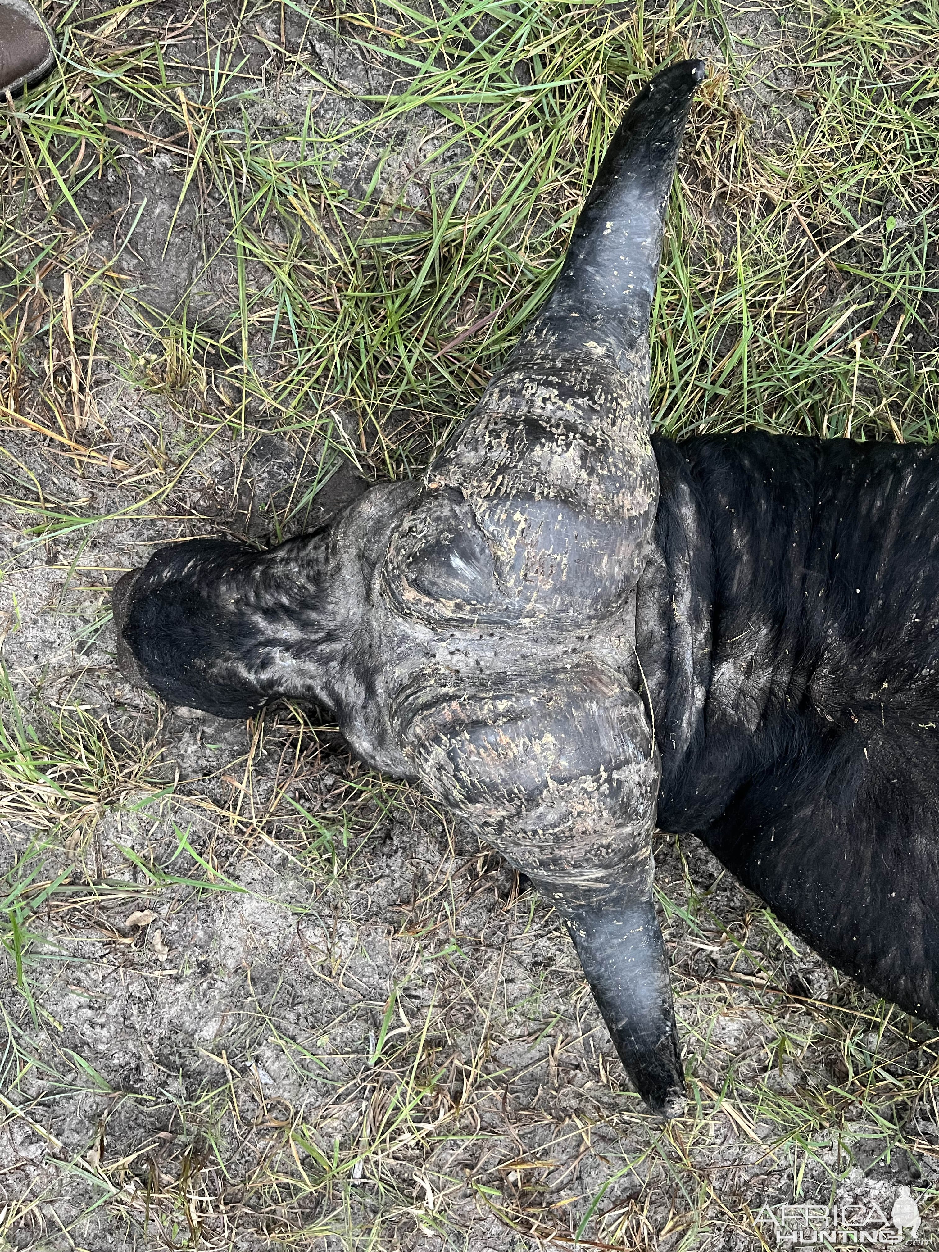 Buffalo Hunting Namibia