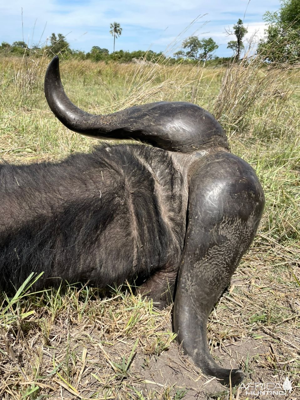 Buffalo Hunting Namibia