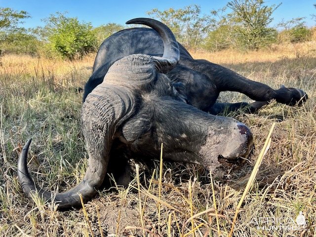 Buffalo Hunting Namibia