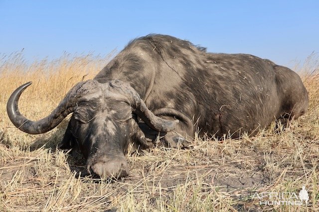 Buffalo Hunting Namibia