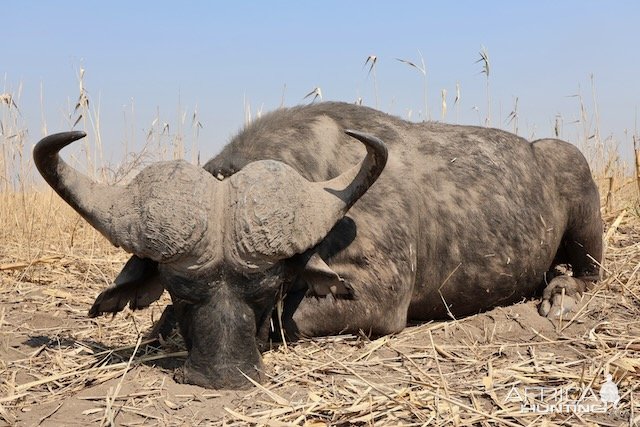 Buffalo Hunting Namibia