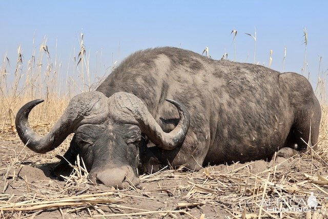 Buffalo Hunting Namibia