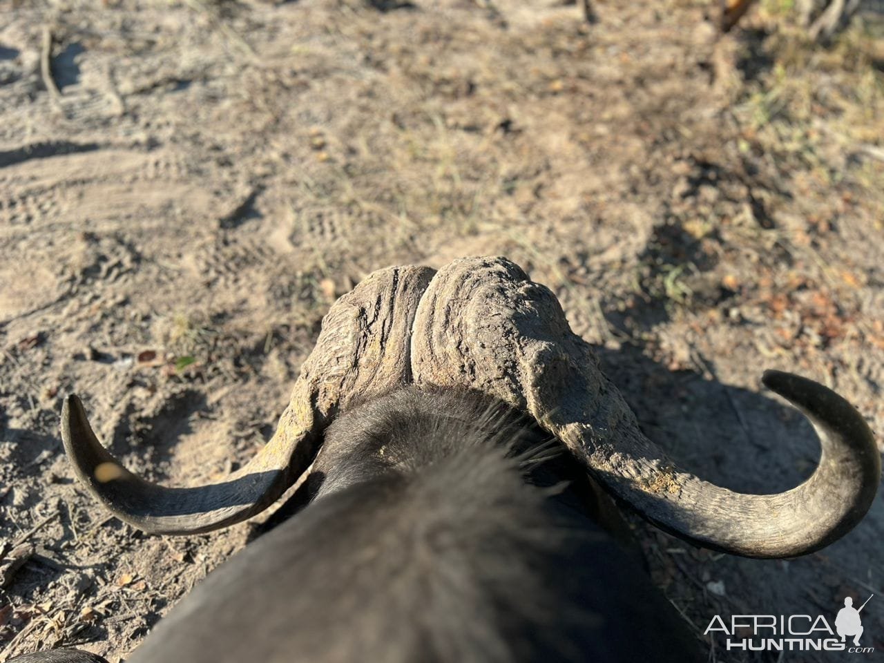 Buffalo Hunting Namibia