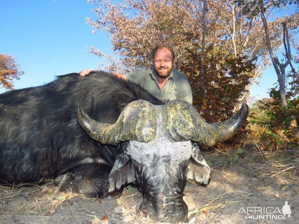 Buffalo Hunting Namibia