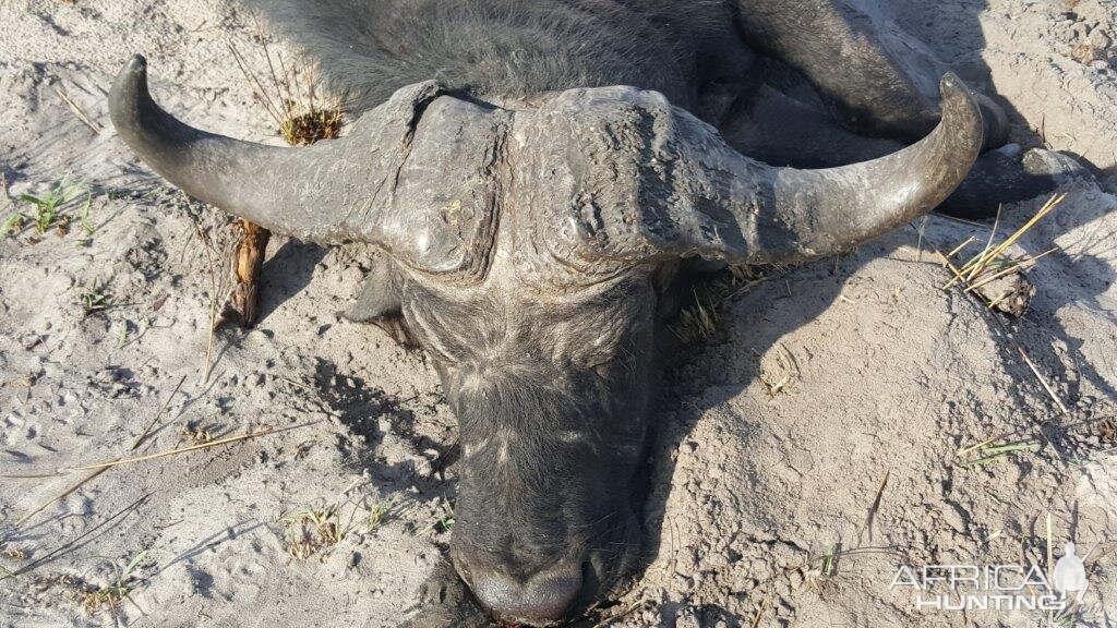 Buffalo Hunting Namibia