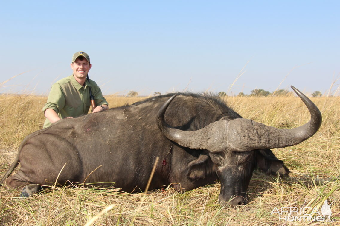 Buffalo Hunting Namibia