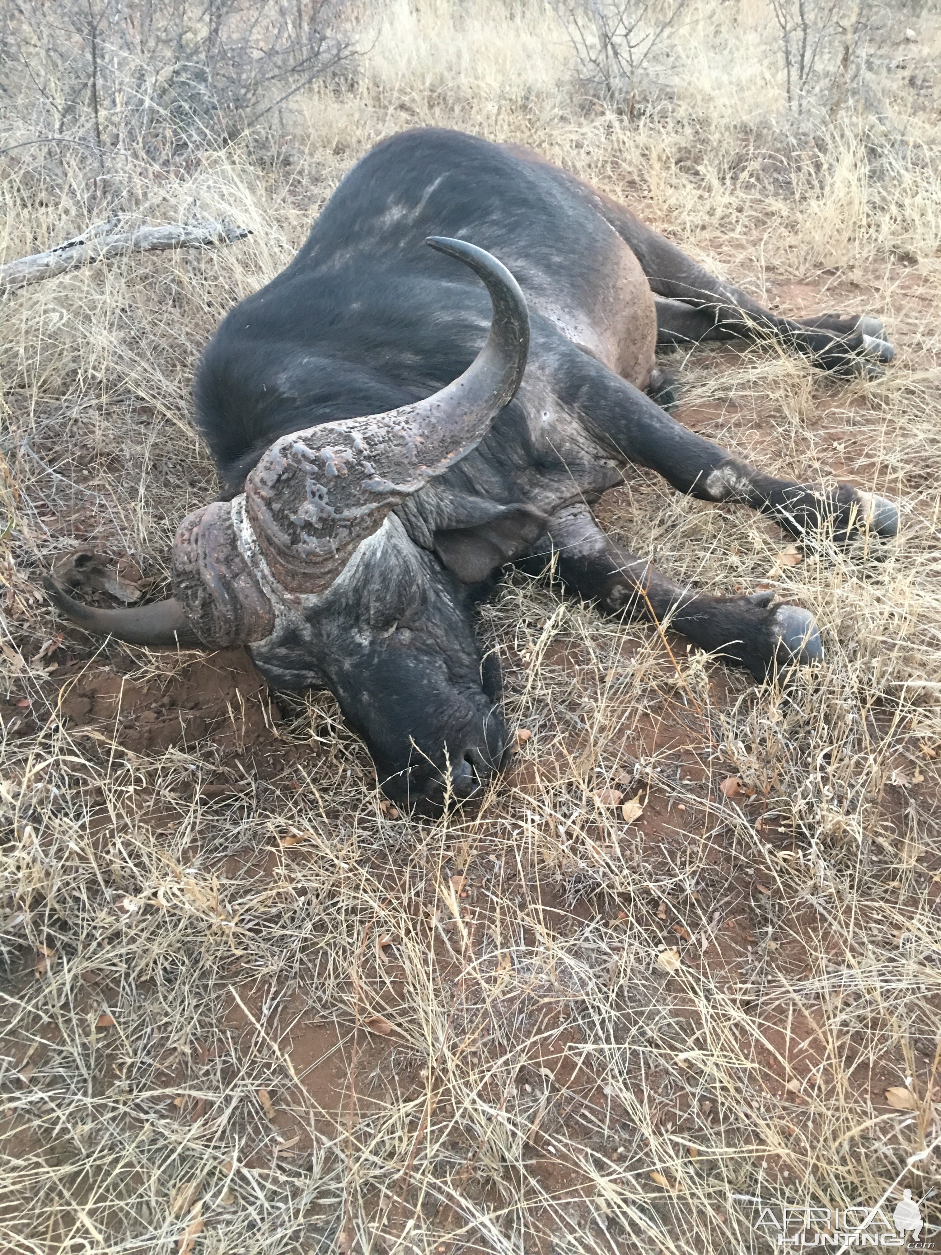 Buffalo Hunting South Africa