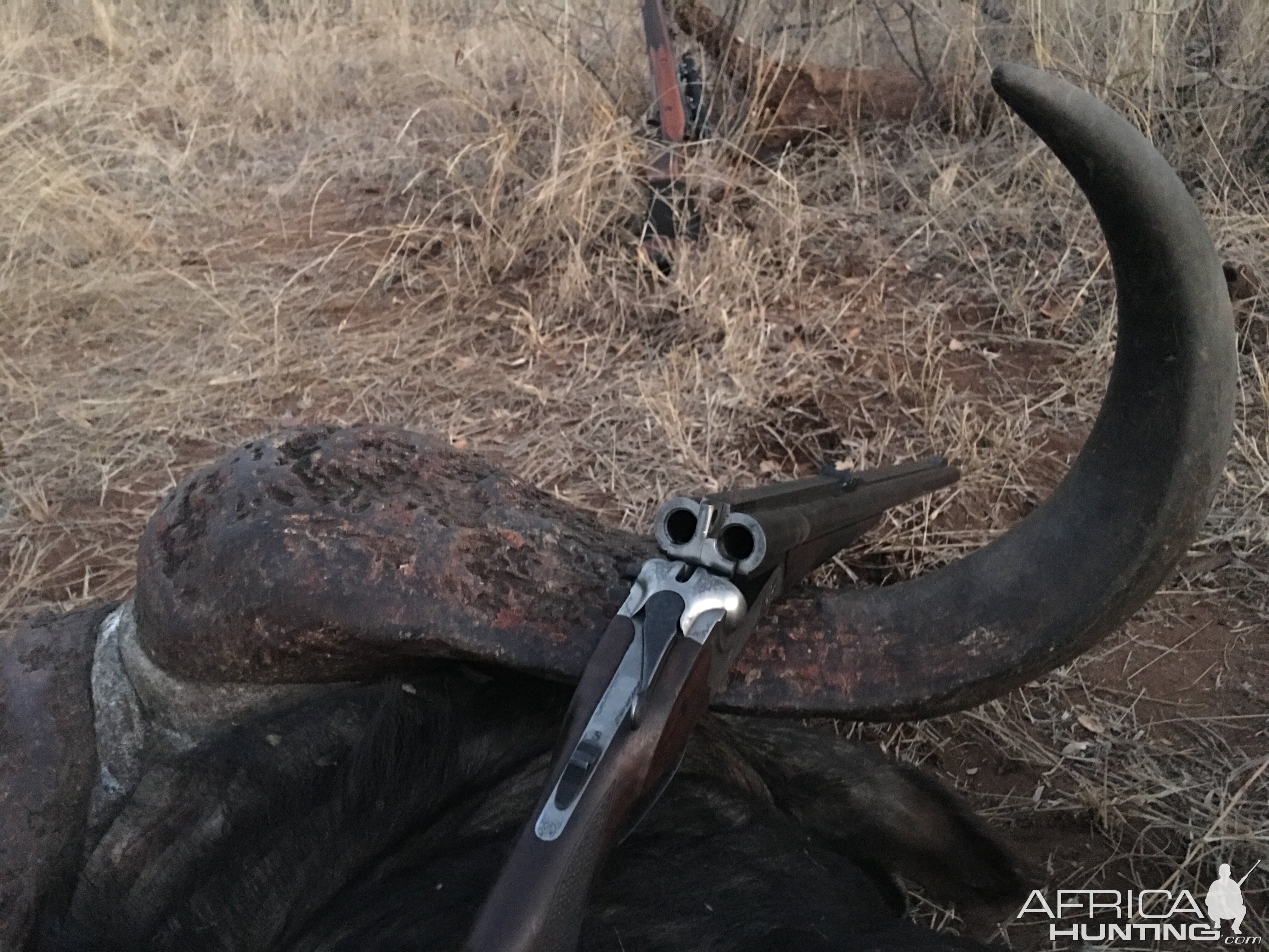 Buffalo Hunting South Africa