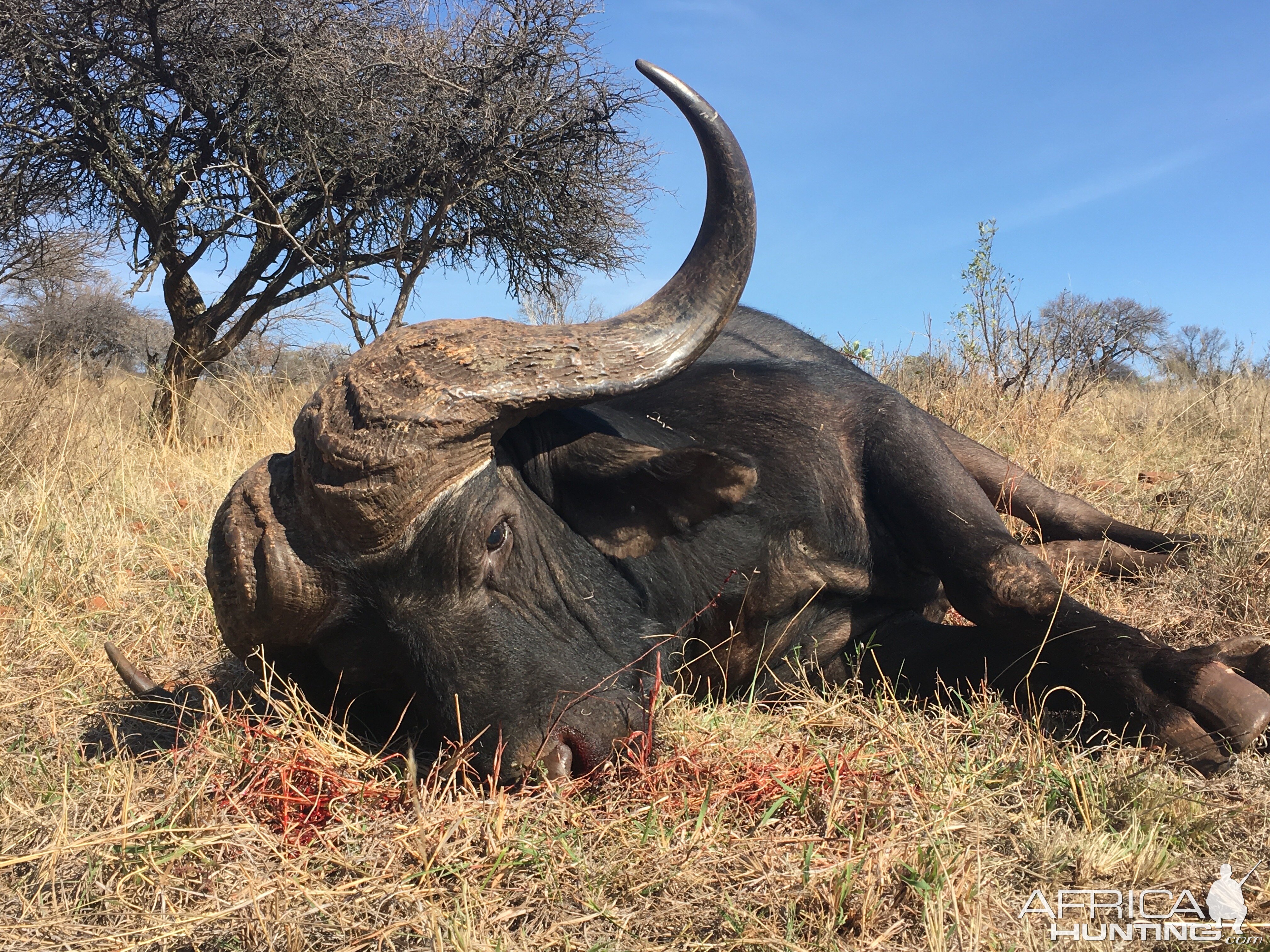 Buffalo Hunting South Africa