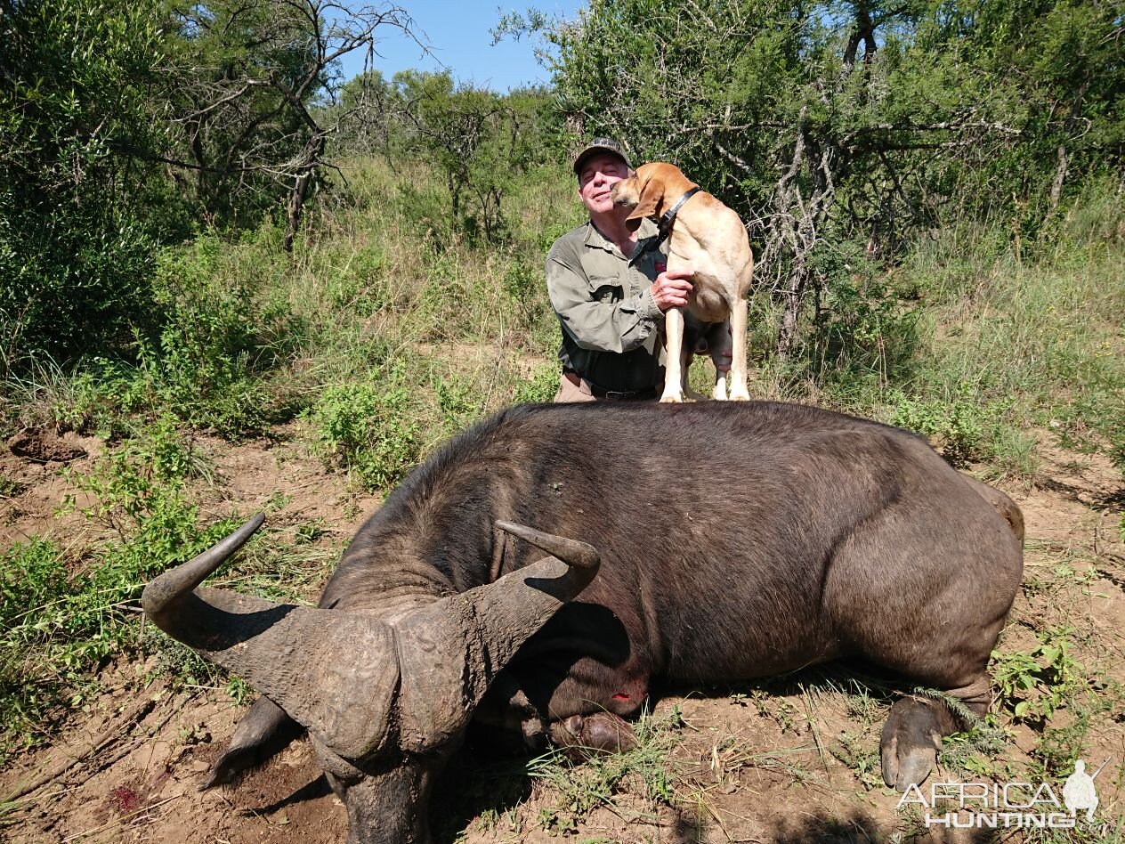 Buffalo Hunting South Africa