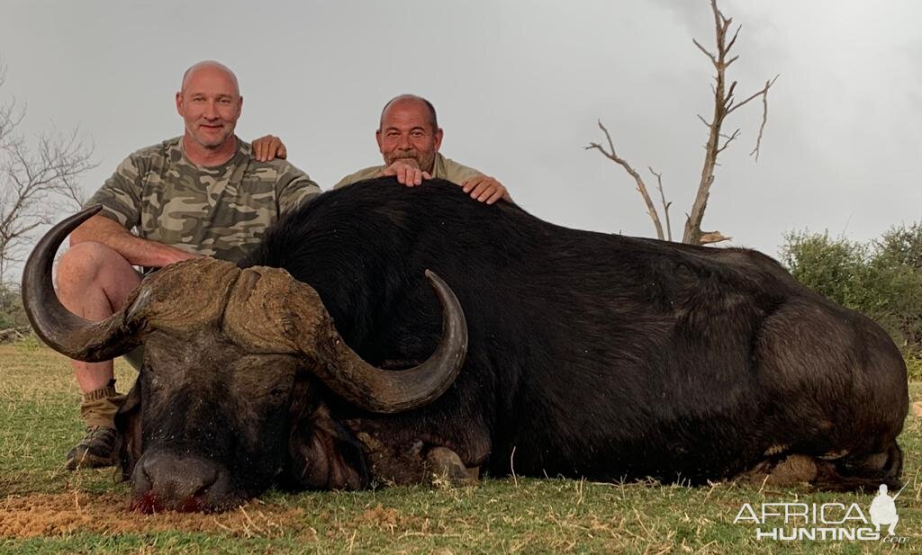 Buffalo Hunting South Africa