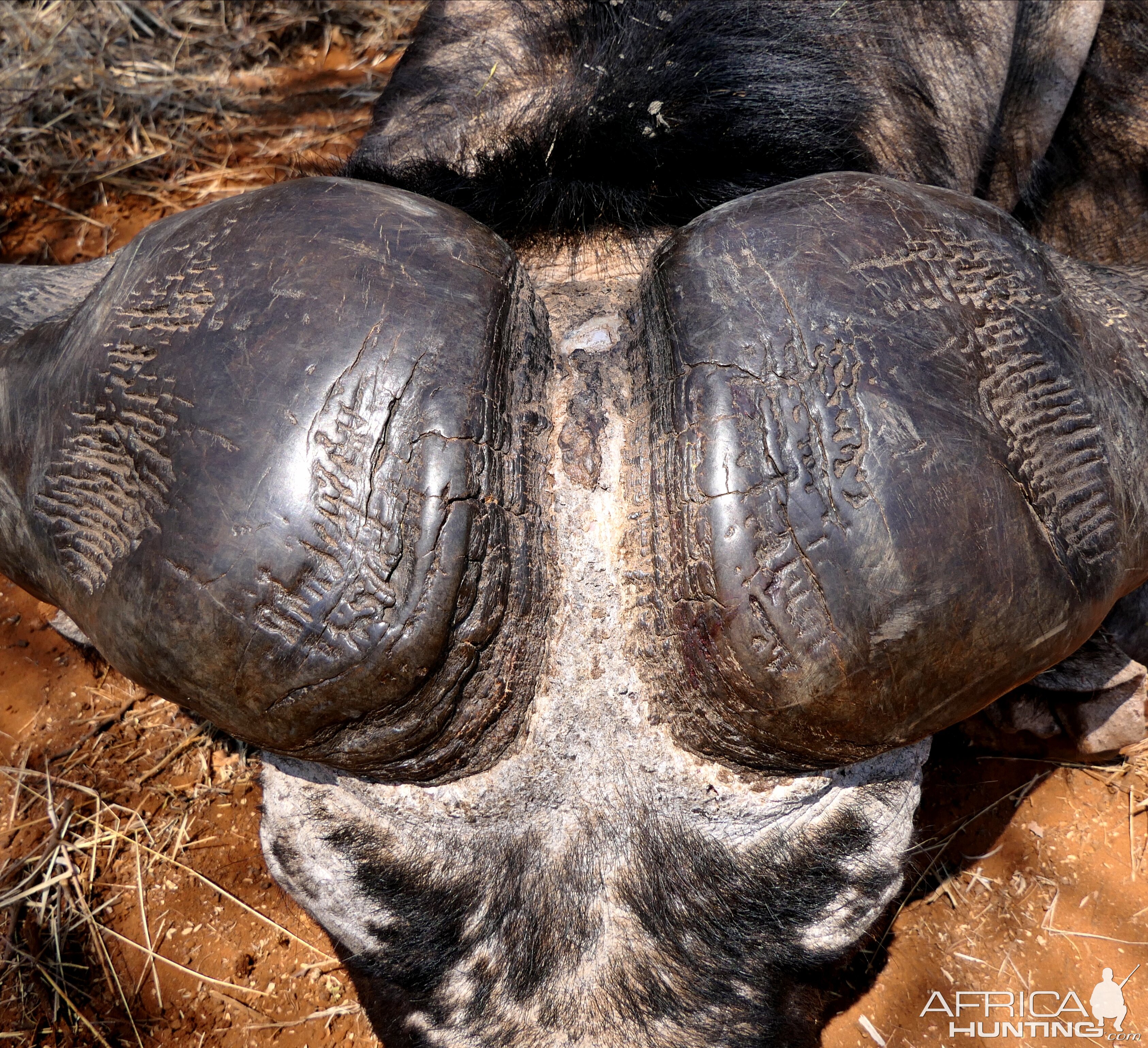 Buffalo Hunting South Africa