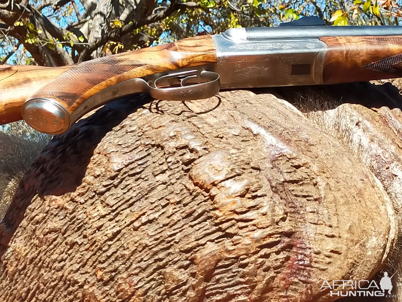 Buffalo Hunting South Africa