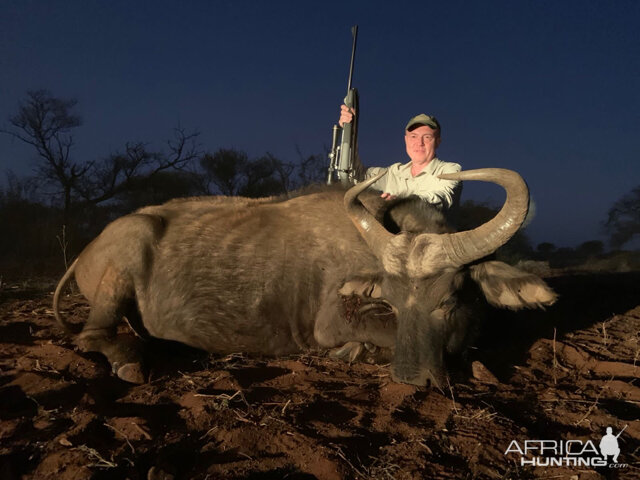 Buffalo Hunting South Africa