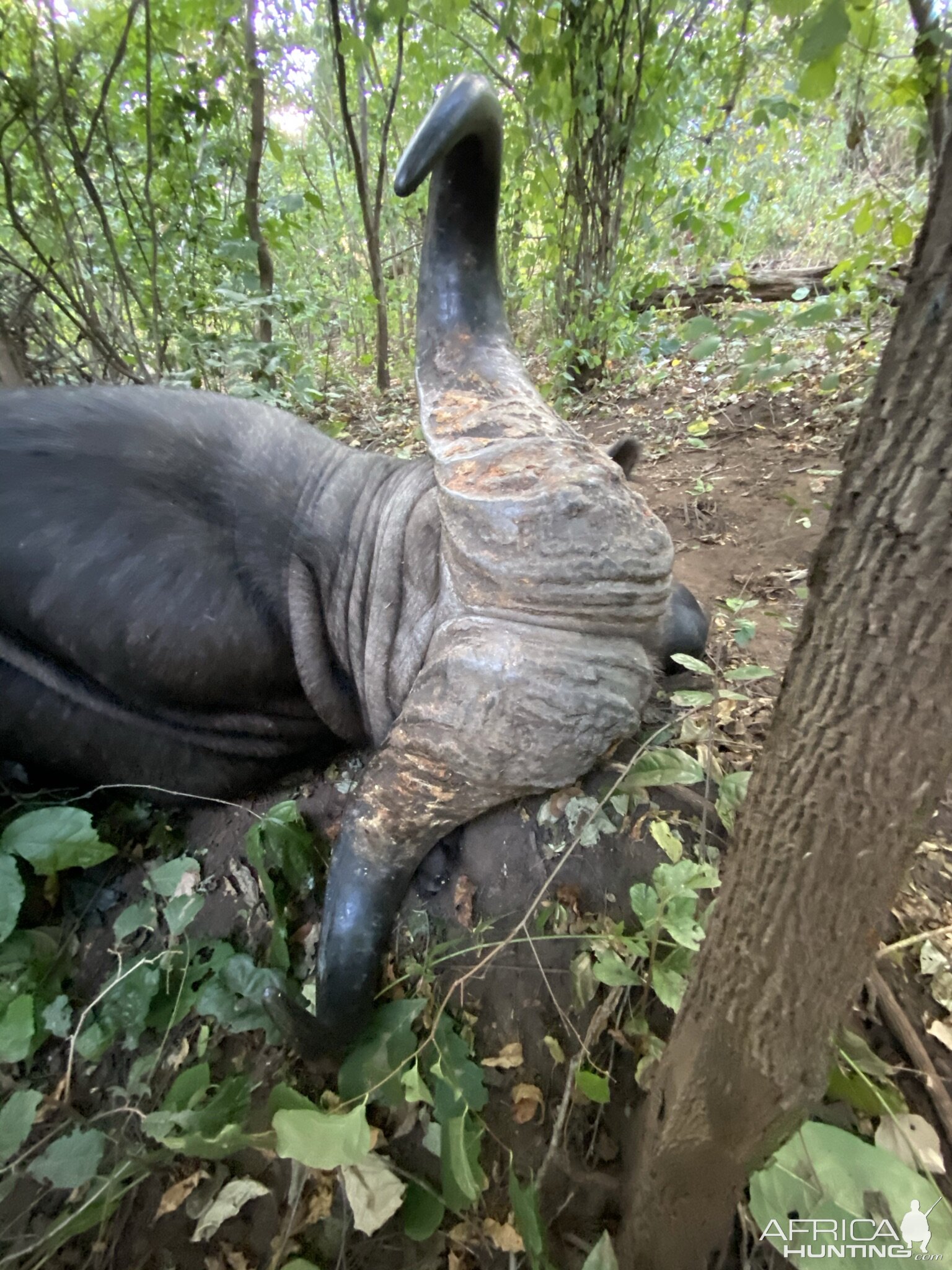 Buffalo Hunting South Africa