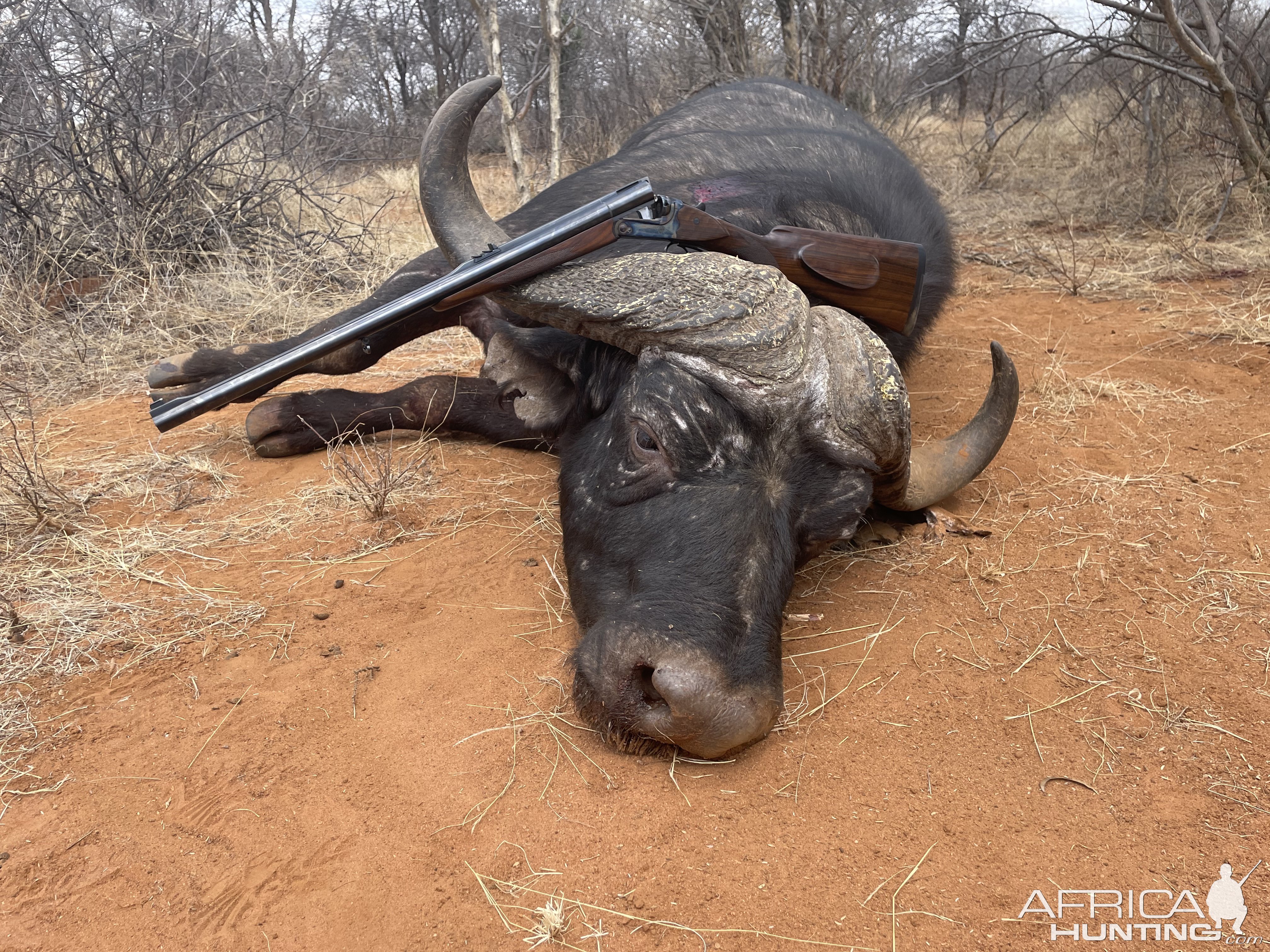 Buffalo Hunting South Africa