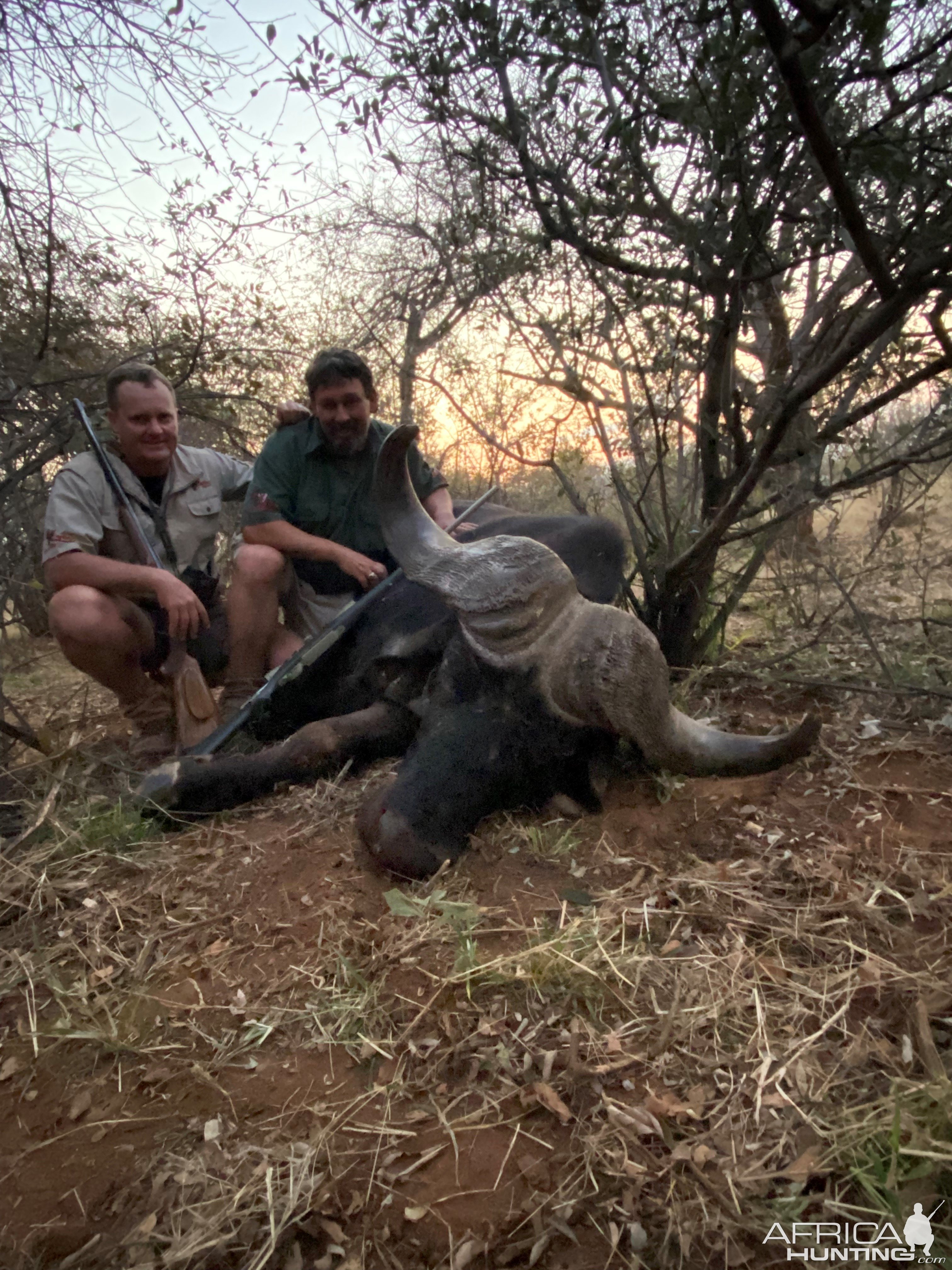 Buffalo Hunting South Africa