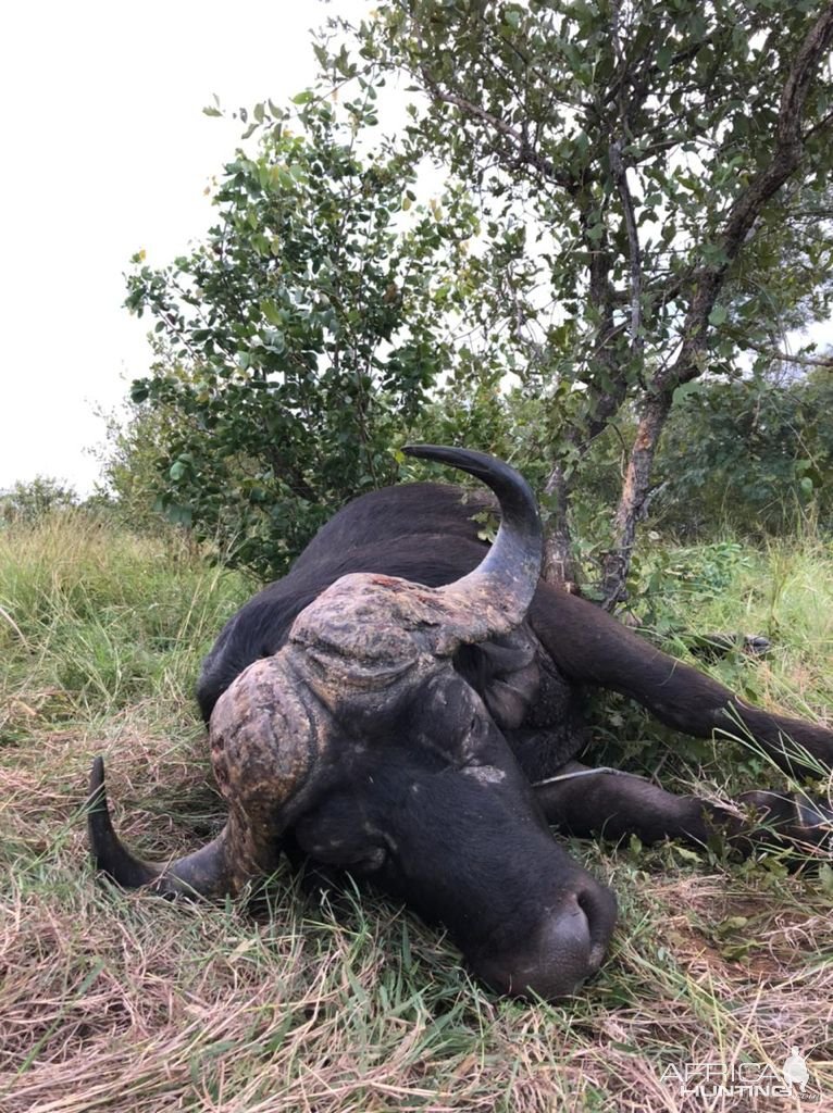 Buffalo Hunting South Africa