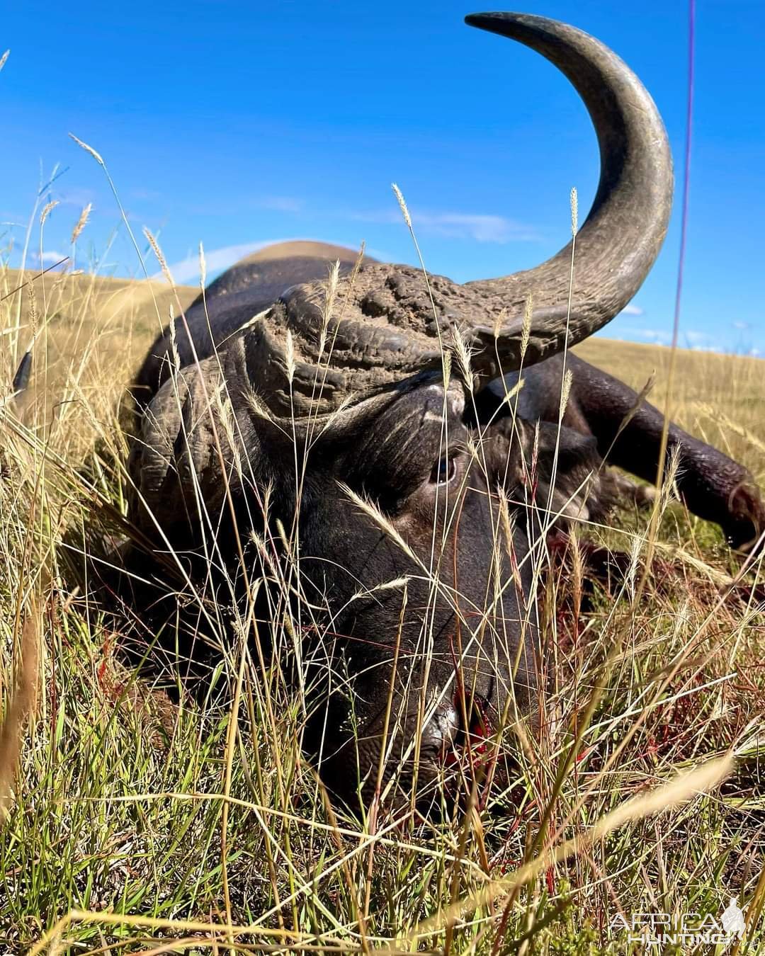 Buffalo Hunting South Africa