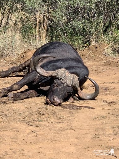 Buffalo Hunting South Africa