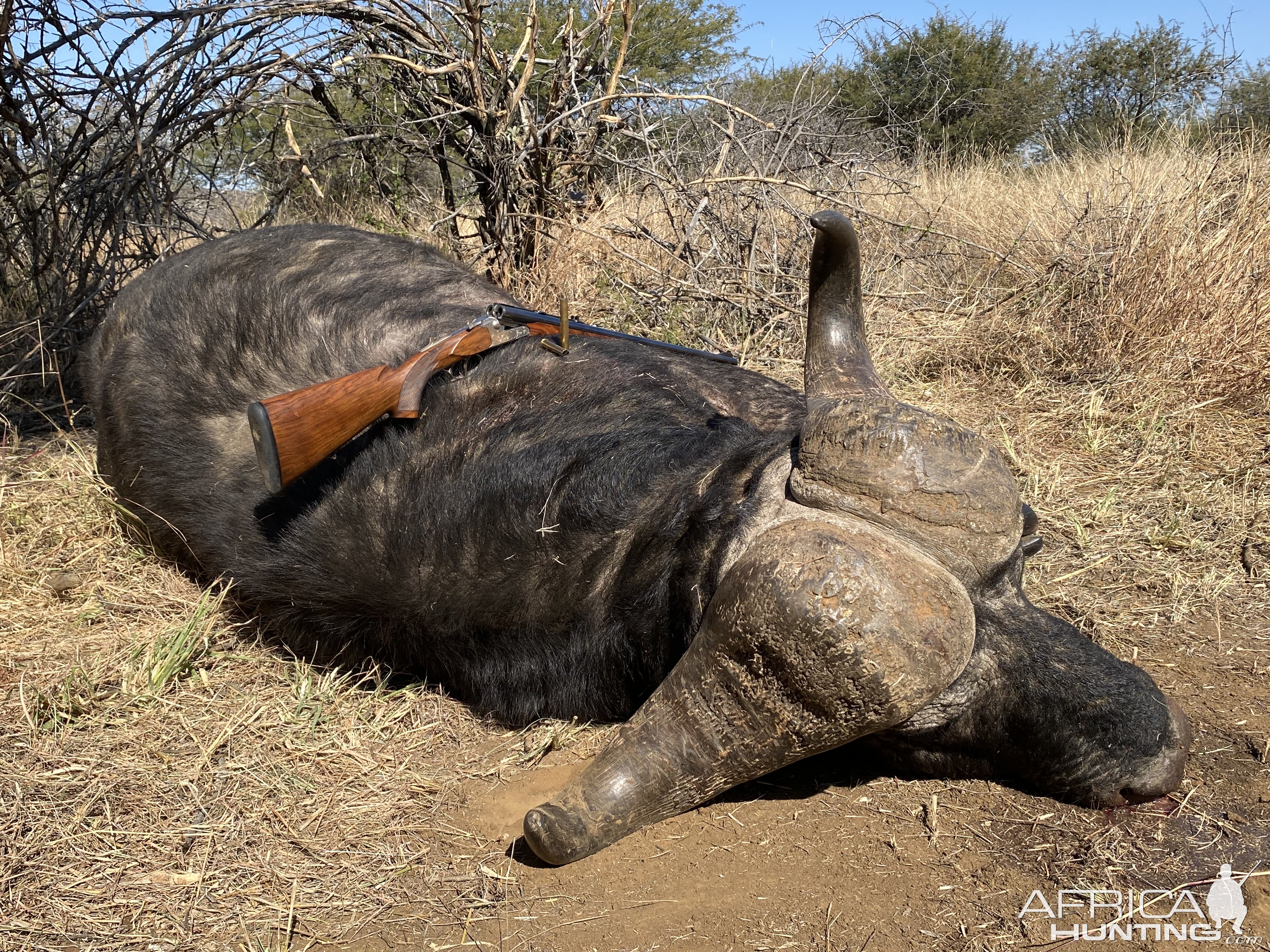 Buffalo Hunting South Africa