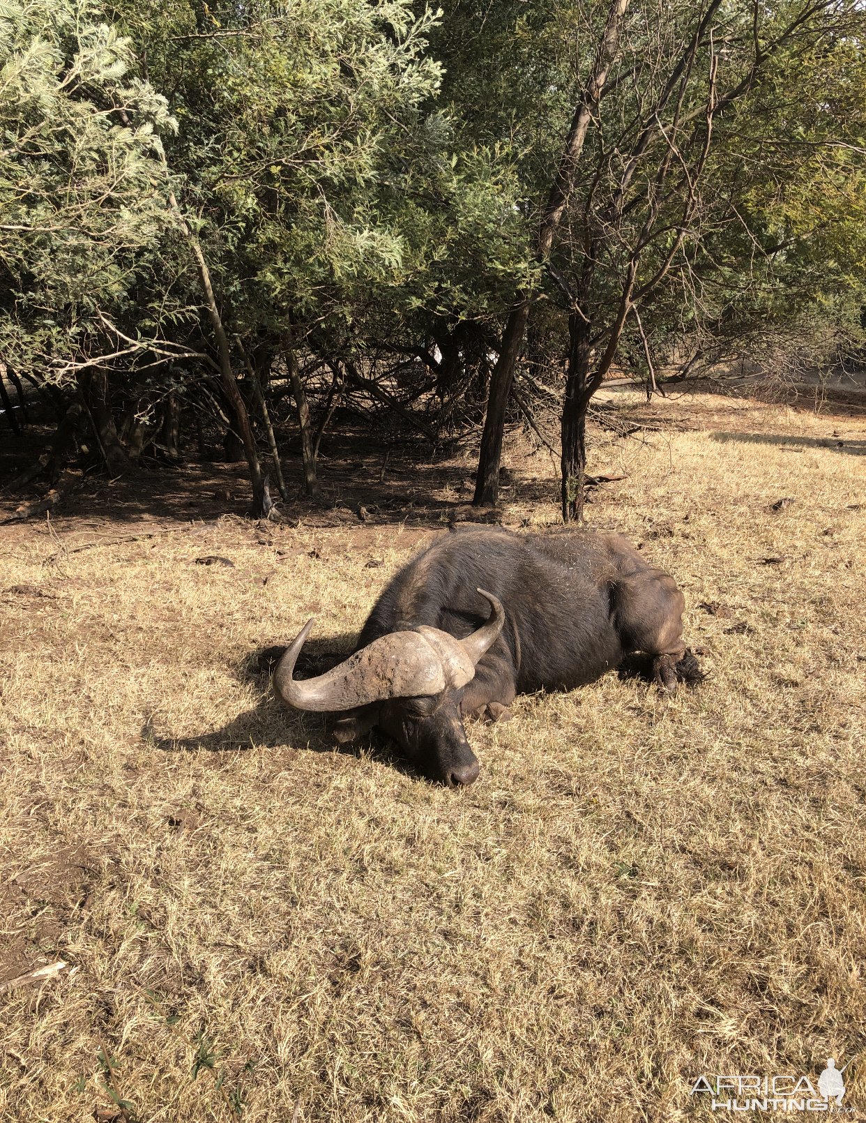 Buffalo Hunting South Africa